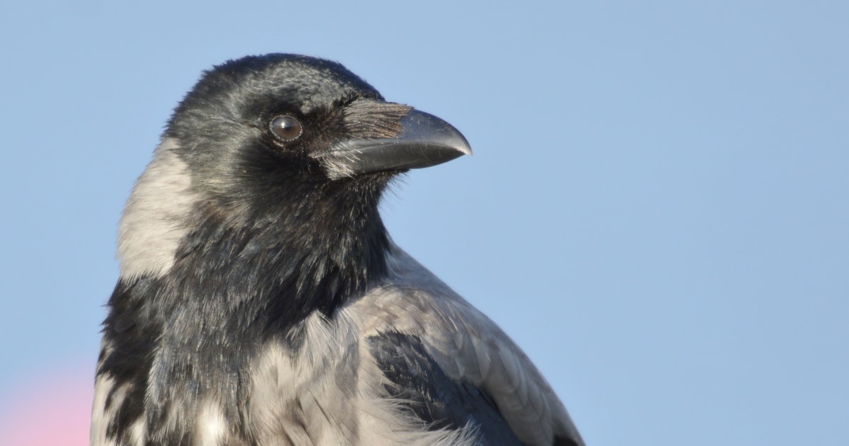 Crows deployed to pick up cigarette butts by Swedish firm - Vimarsana News