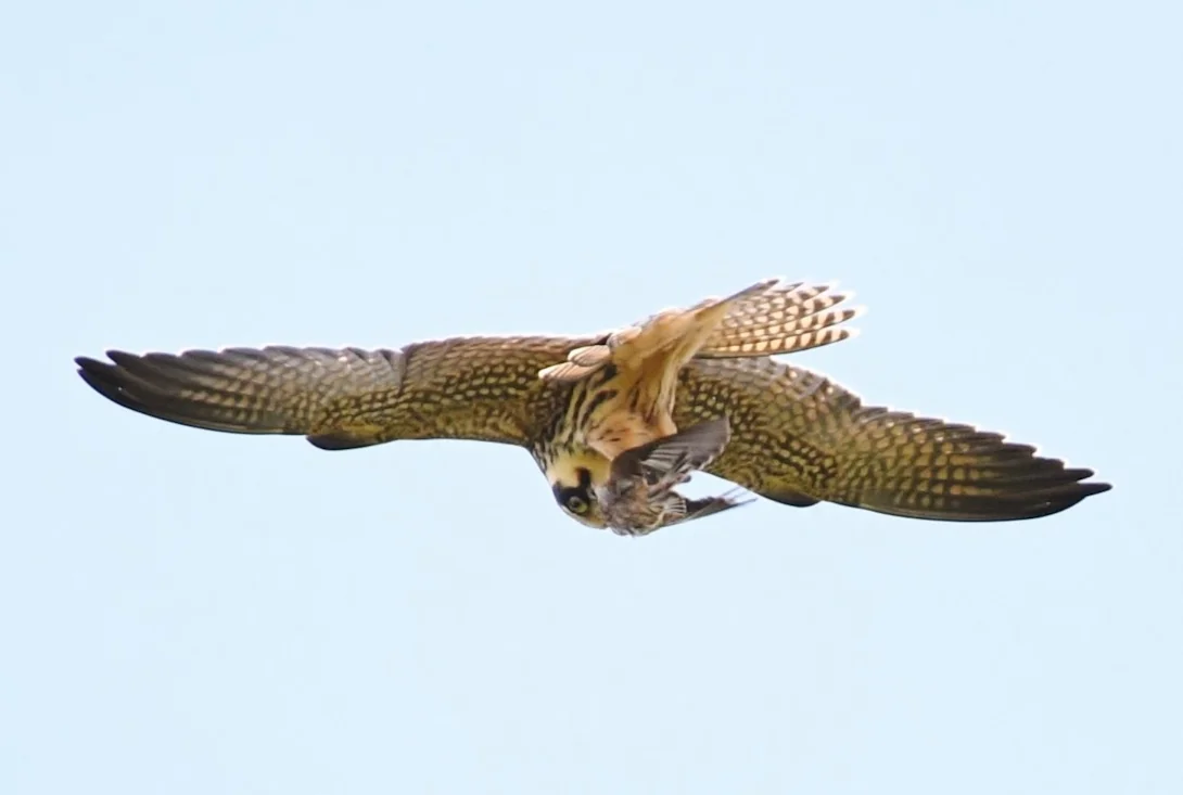 Neil Rendall Eurasian Hobby by Neil Rendall - BirdGuides