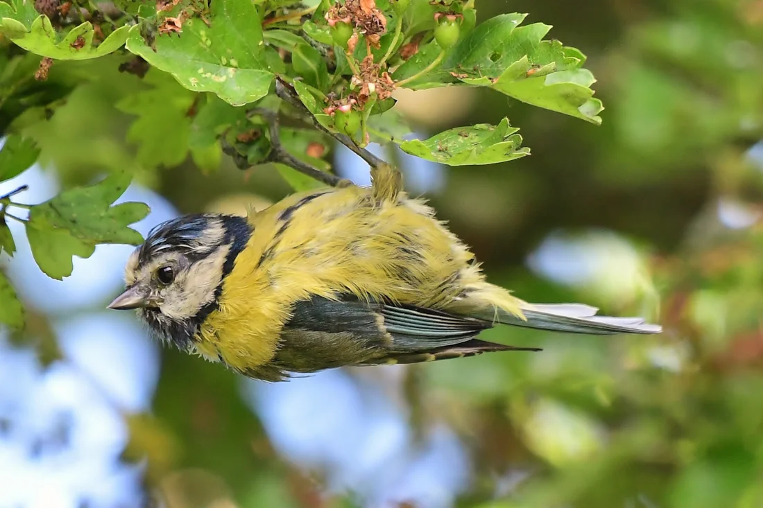 Neil Rendall Blue Tit by Neil Rendall - BirdGuides