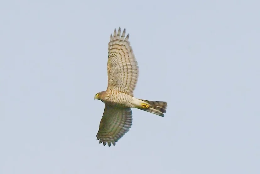 Neil Rendall Eurasian Sparrowhawk by Neil Rendall - BirdGuides