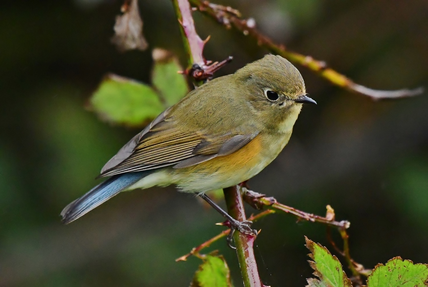 bluetail bird bluetail bird