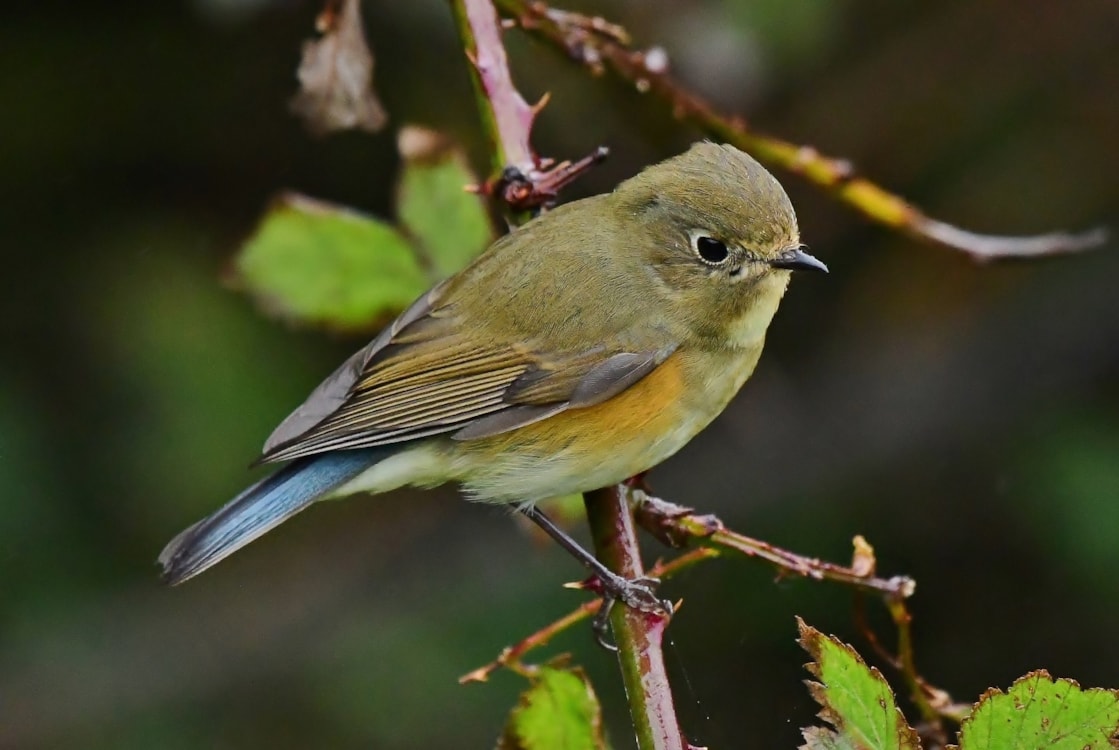 Neil Rendall Red-flanked Bluetail by Neil Rendall - BirdGuides
