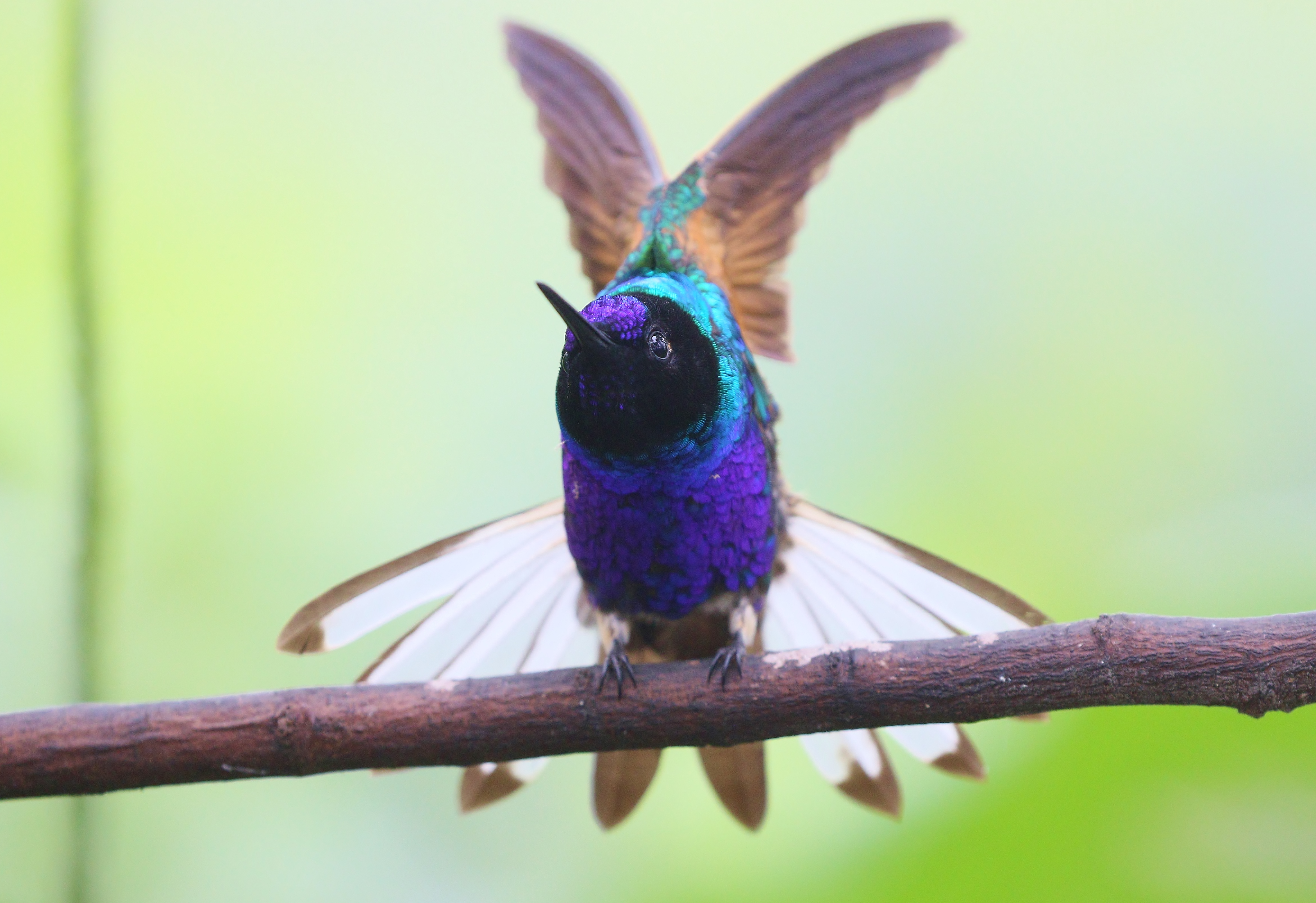 Details Velvetpurple BirdGuides