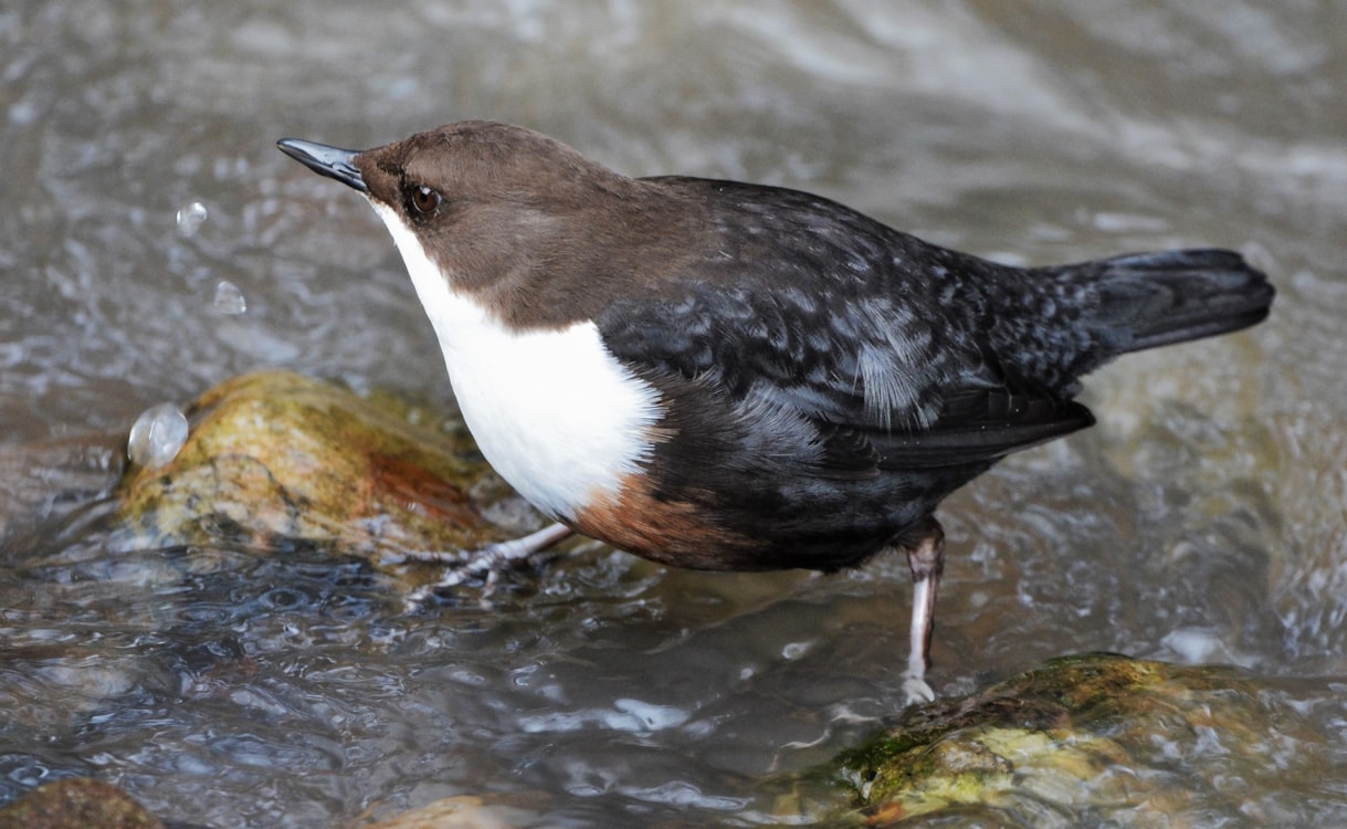 Dipper by Carol Bone BirdGuides