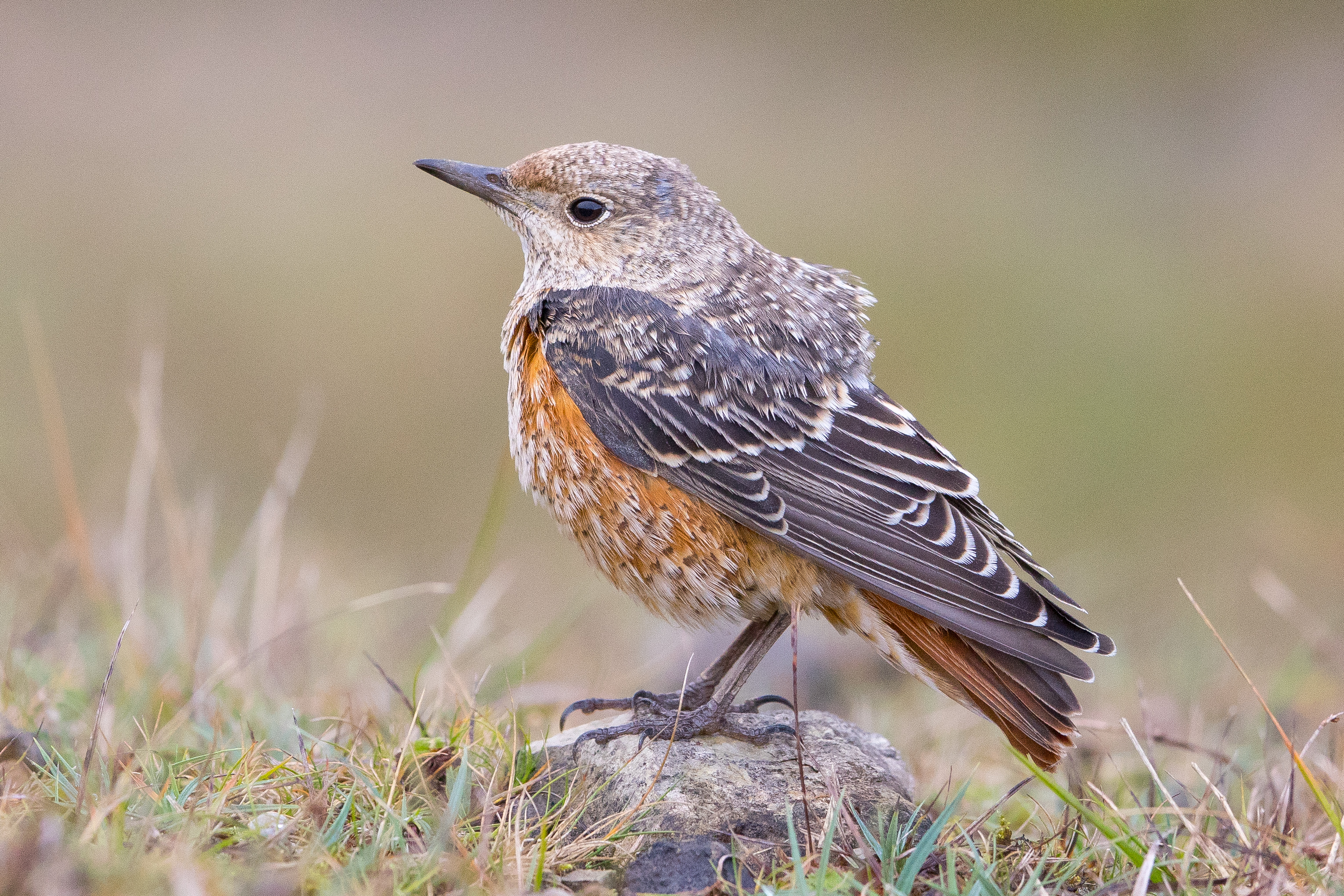 Дрозд - Thrush