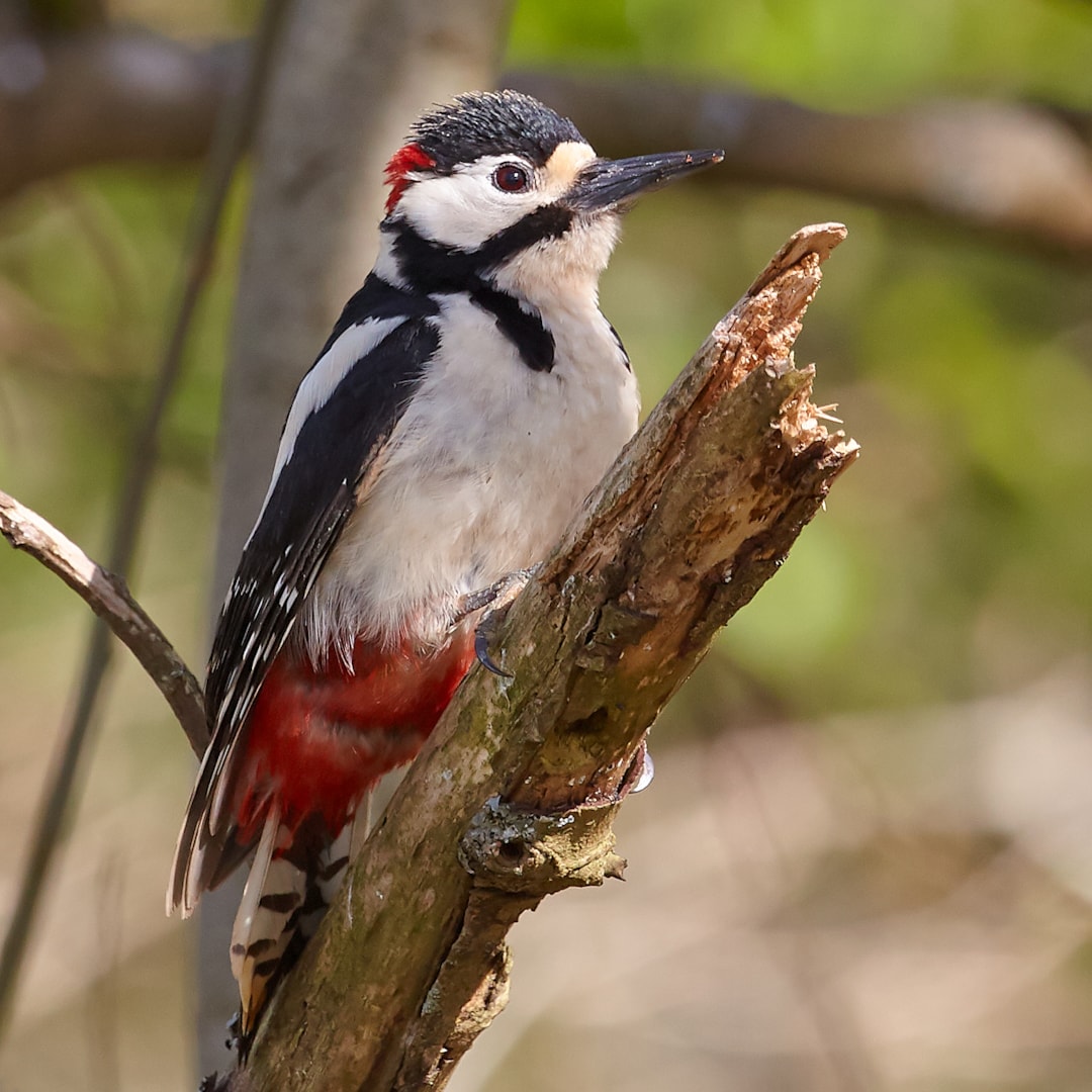 Great Spotted Woodpecker by Simon Johnson BirdGuides