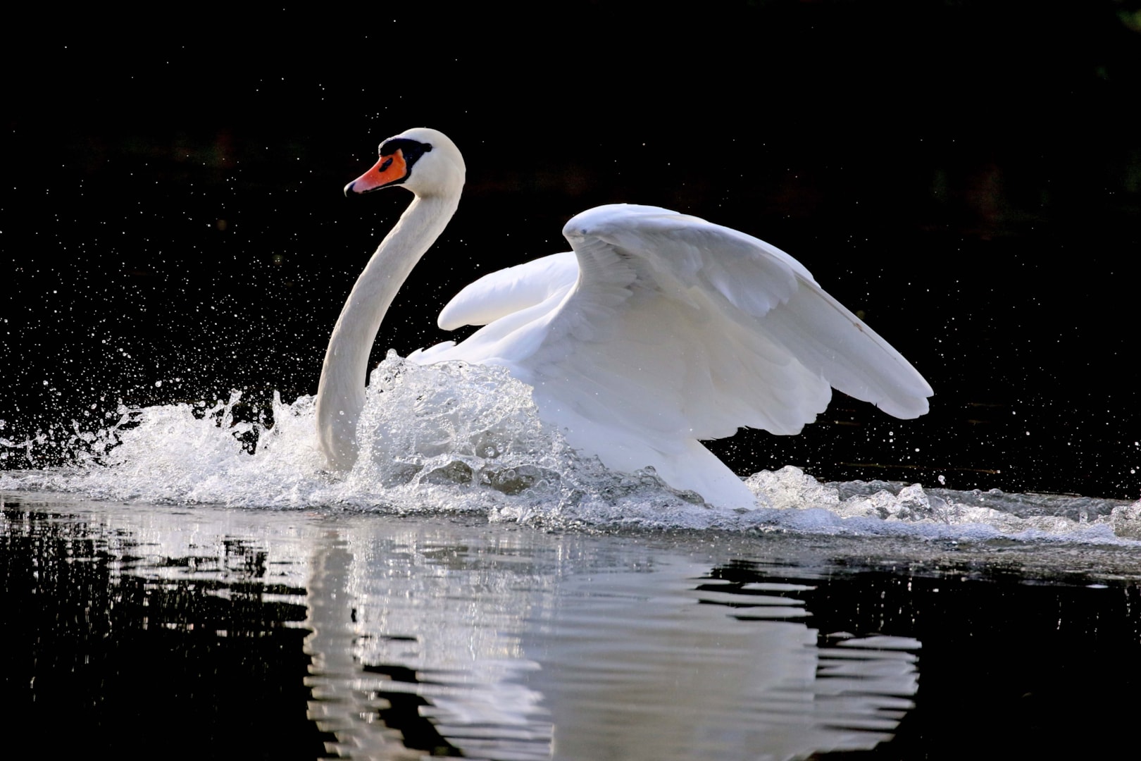 Mute Swan By Mary Wilde BirdGuides mute-swan-by-mary-wilde-birdguides