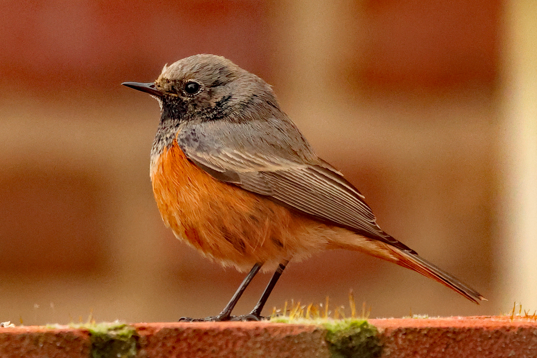 Eastern Black Redstart by Alan Tate - BirdGuides