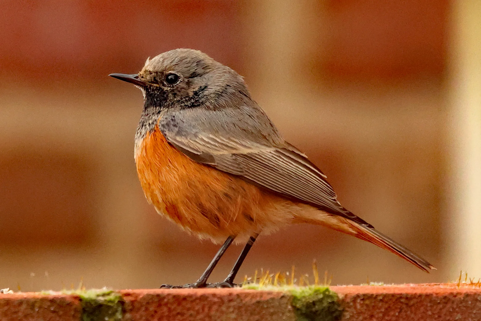 Eastern Redstart Eastern Black Redstart by Alan Tate - BirdGuides