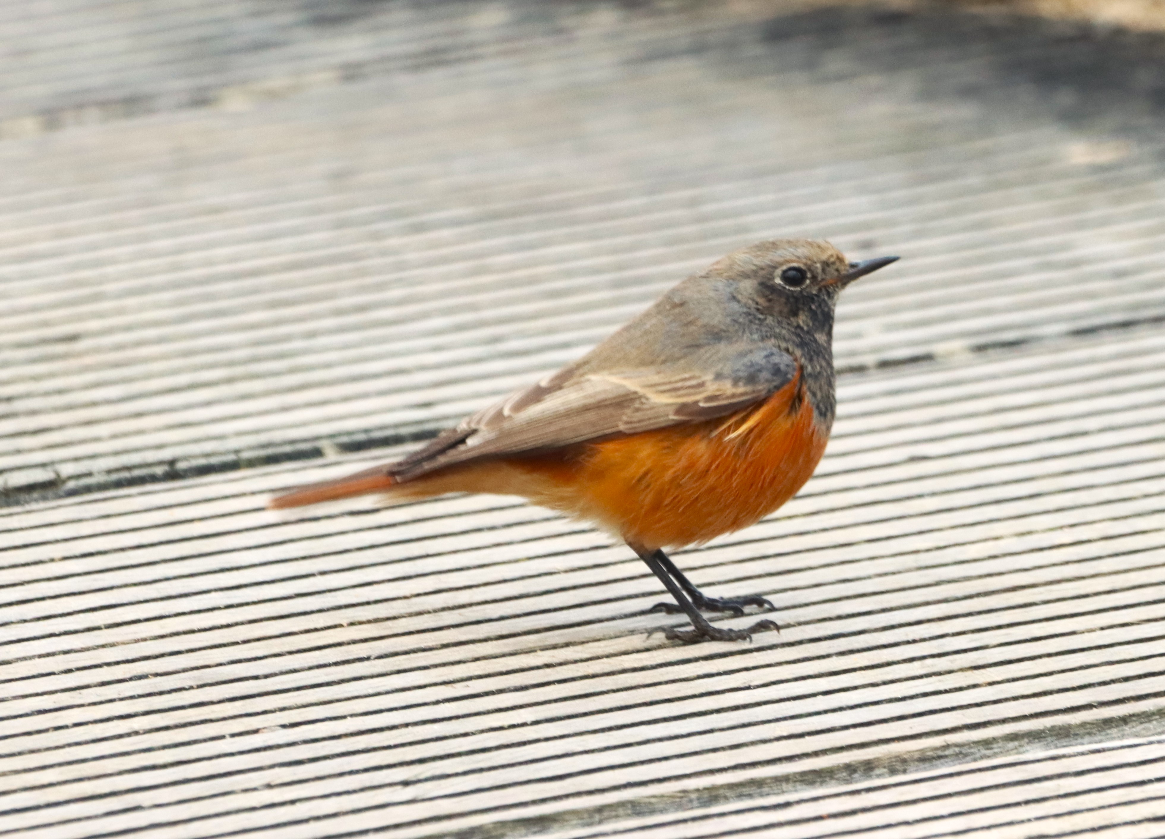 Eastern Black Redstart by David Griffiths - BirdGuides