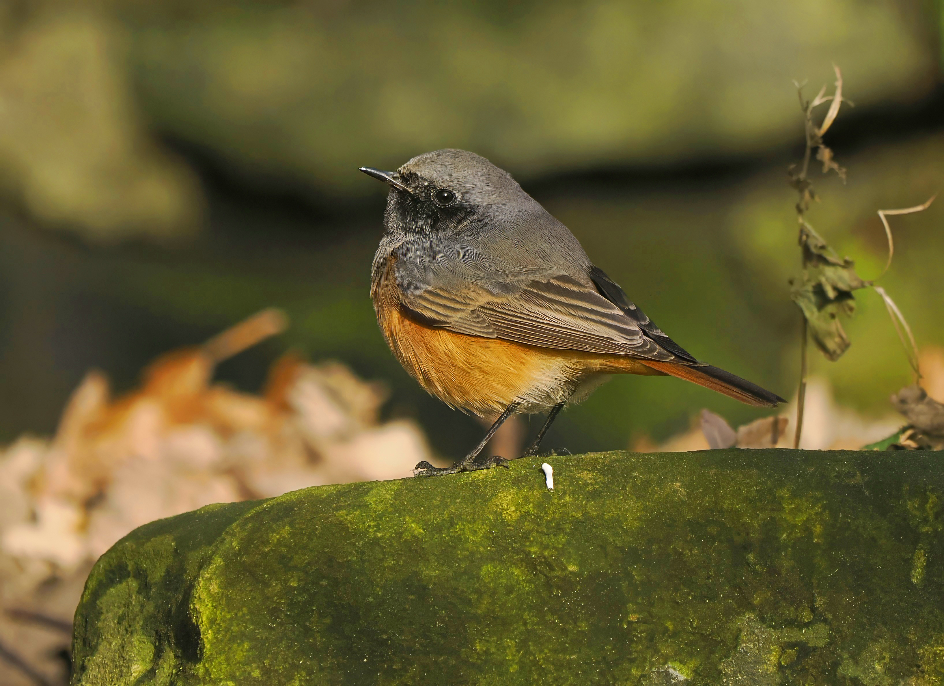 Eastern Black Redstart by Mark Joy - BirdGuides
