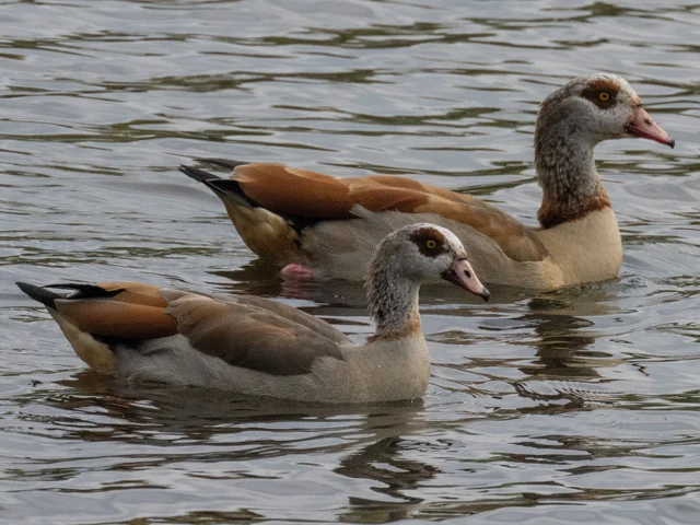 Egyptian Goose - British Waterfowl Association Species account for the  Egyptian Goose, Alopochen aegyptiaca.