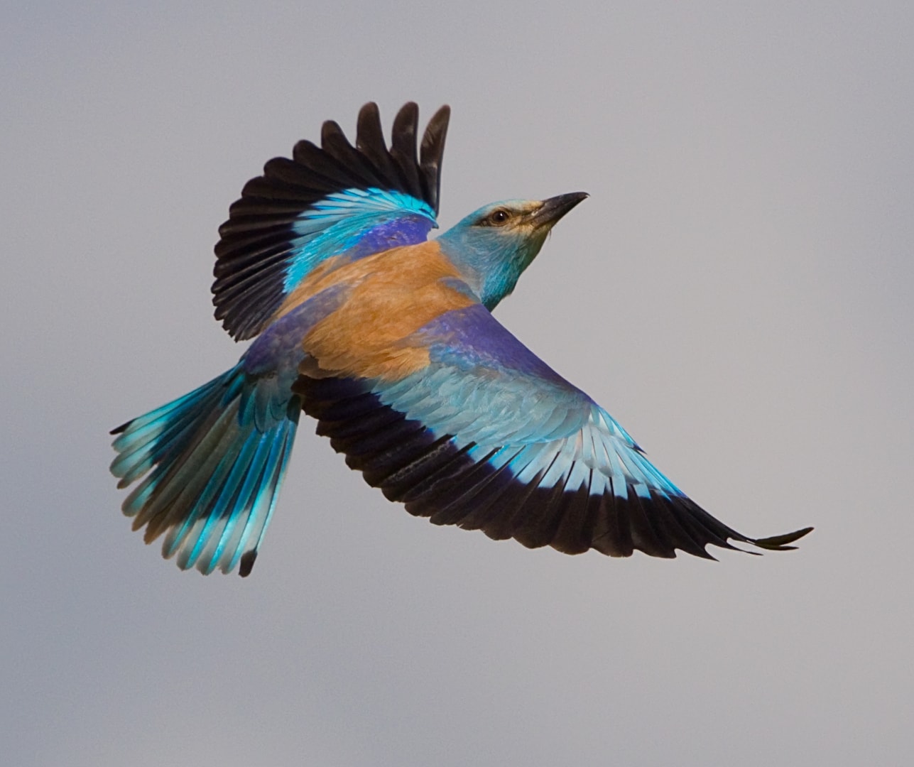 European Roller by Nick Brown BirdGuides