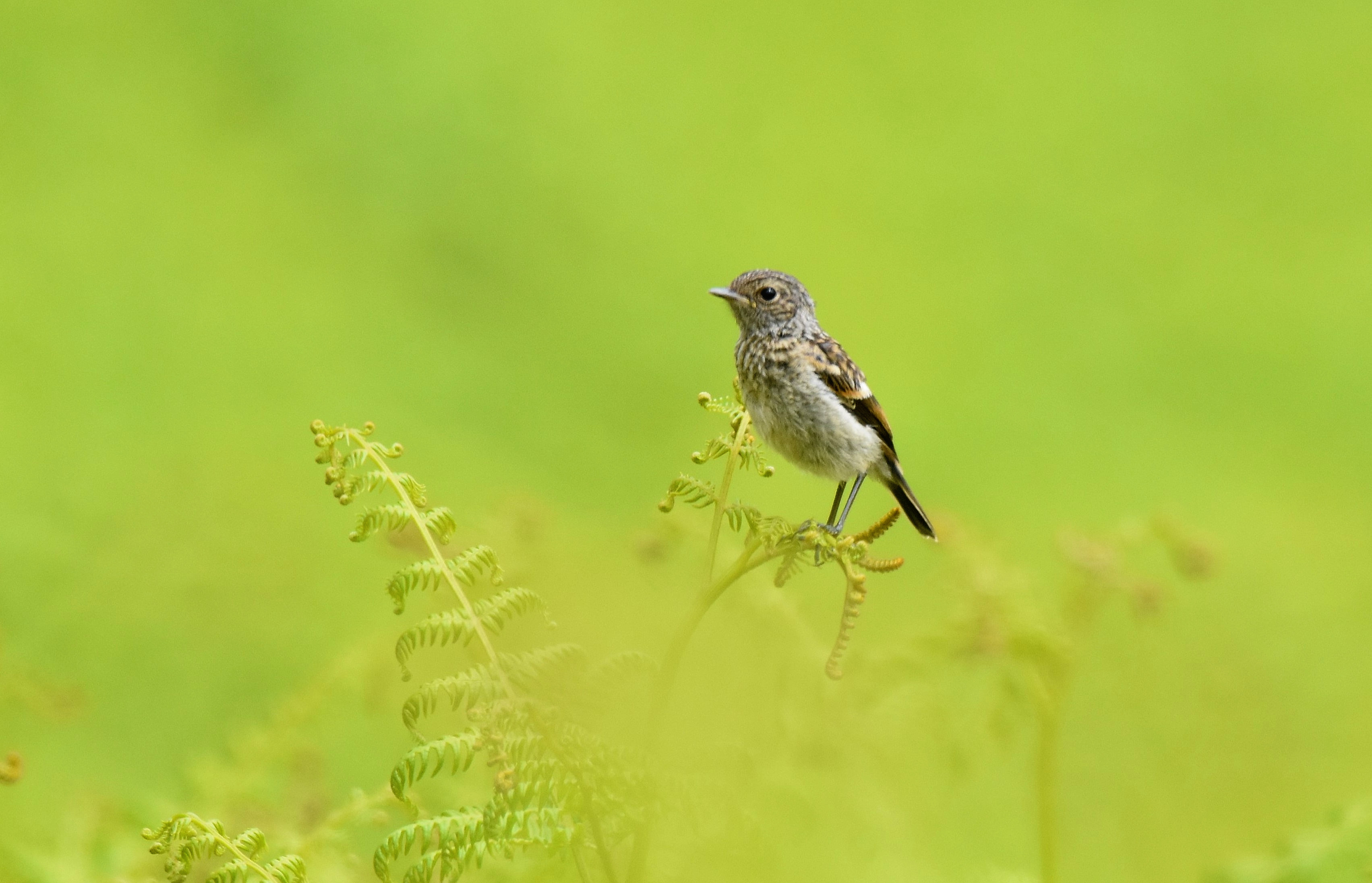 European Stonechat by Lukasz Pulawski - BirdGuides
