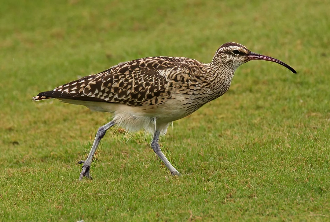 Details : Bristle-thighed Curlew - BirdGuides