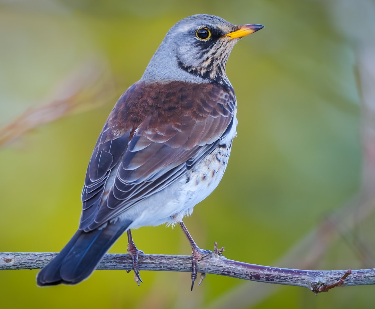 Fieldfare by Peter Garrity BirdGuides