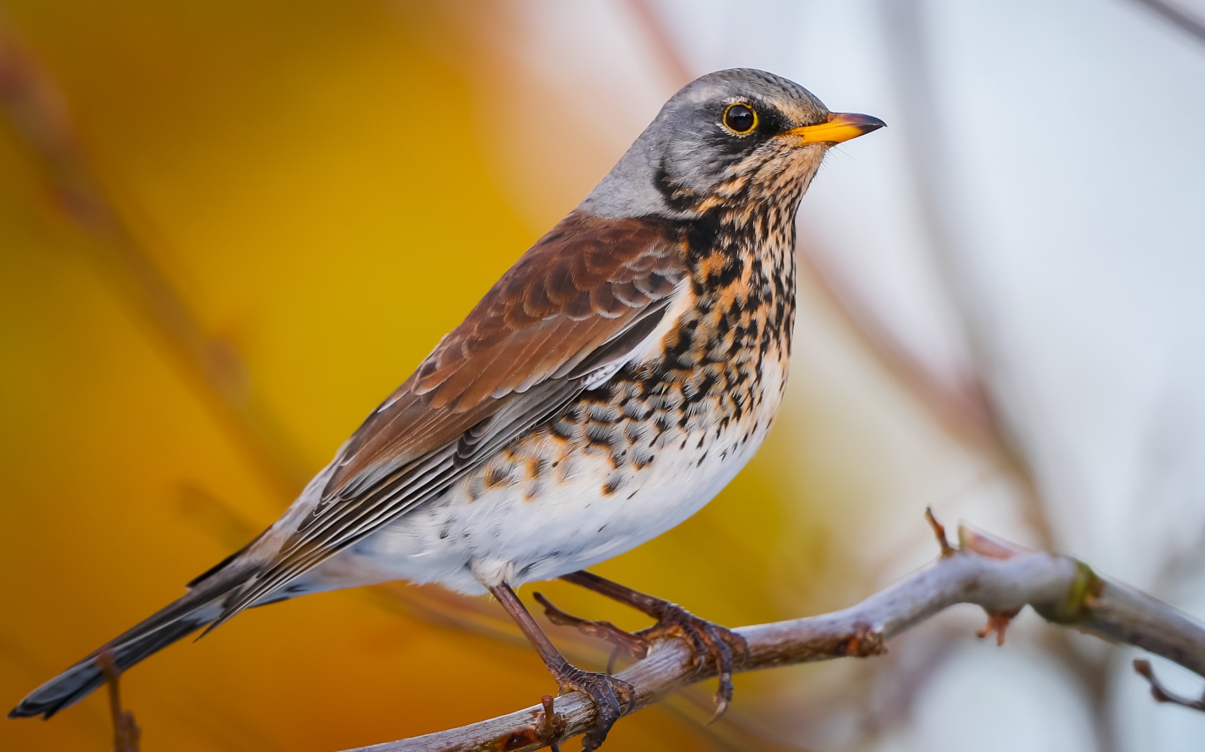 Fieldfare by Peter Garrity BirdGuides