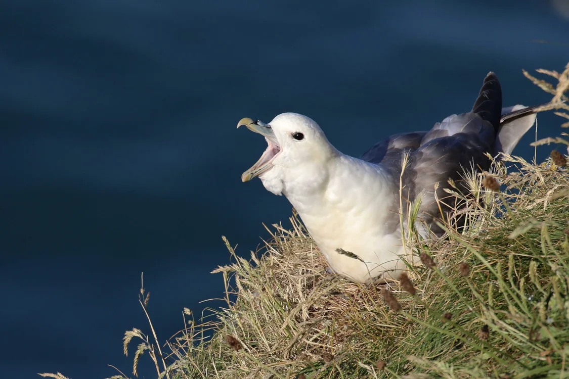 Northern Fulmar by Christopher Bell - BirdGuides