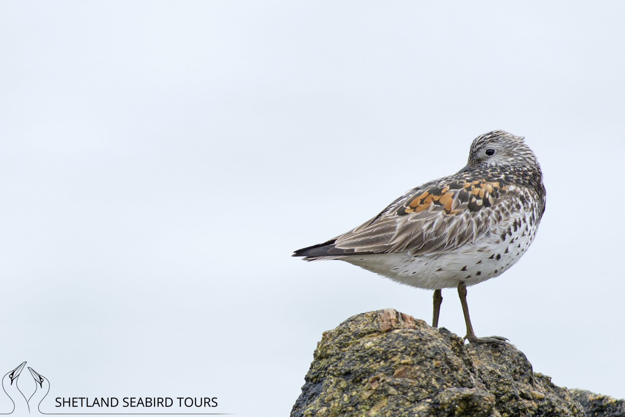 Details Great Knot BirdGuides