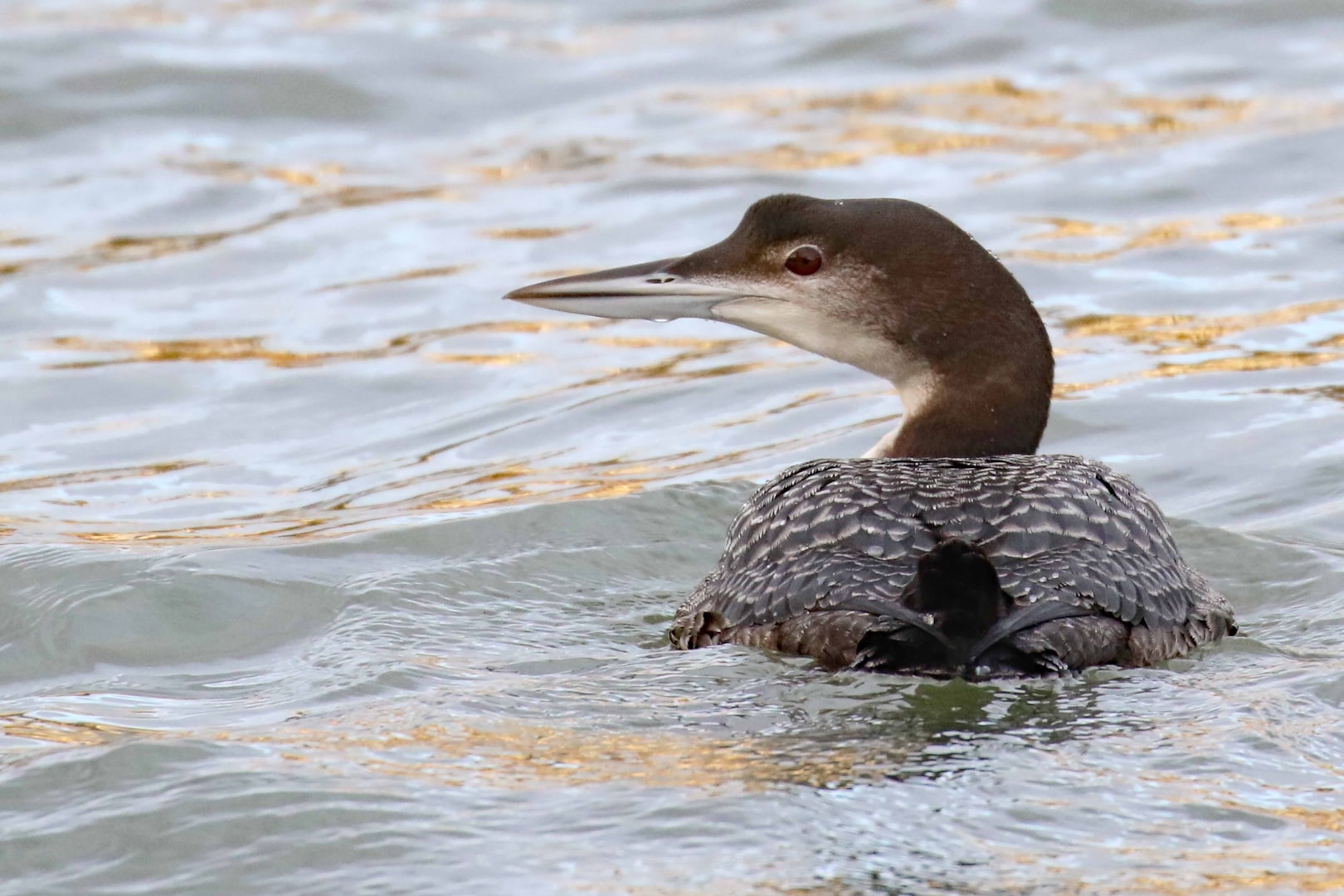 Great Northern Diver by Christopher Bell BirdGuides