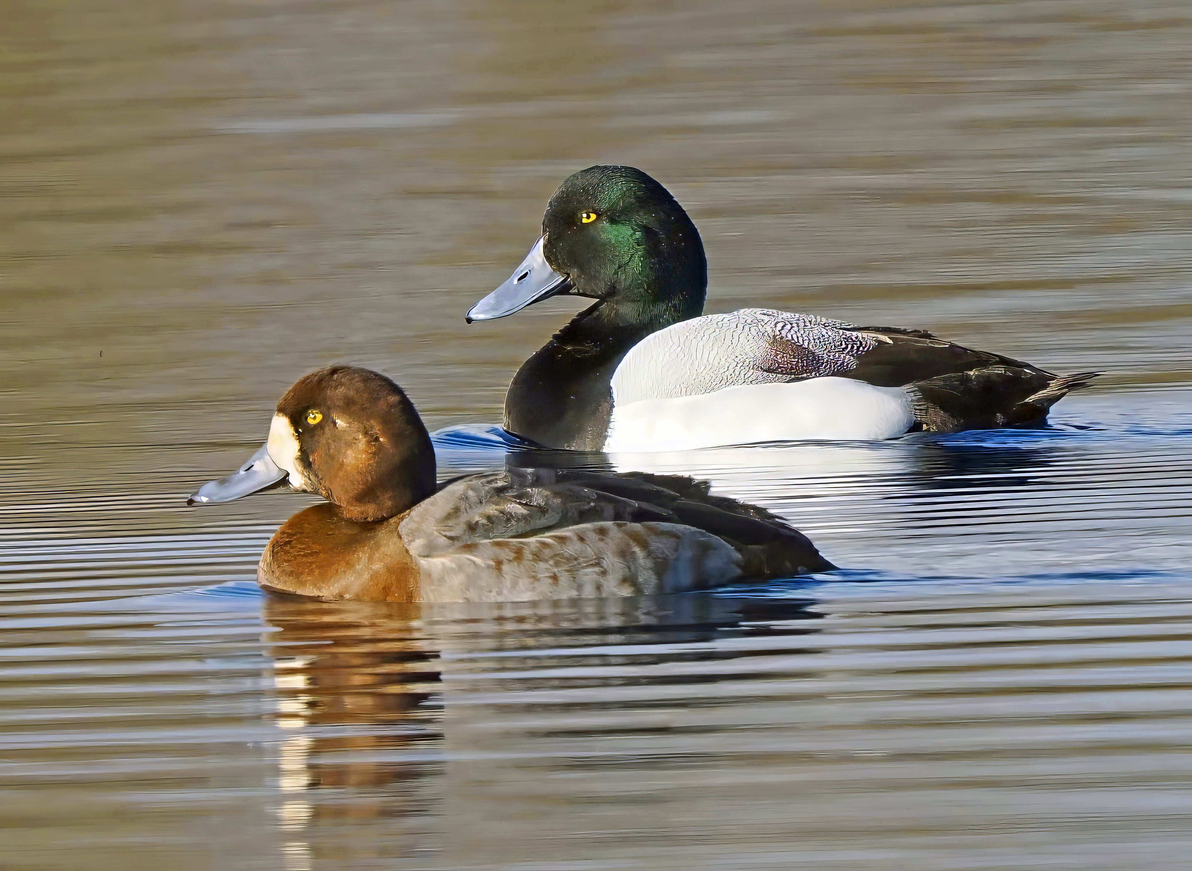 Greater Scaup