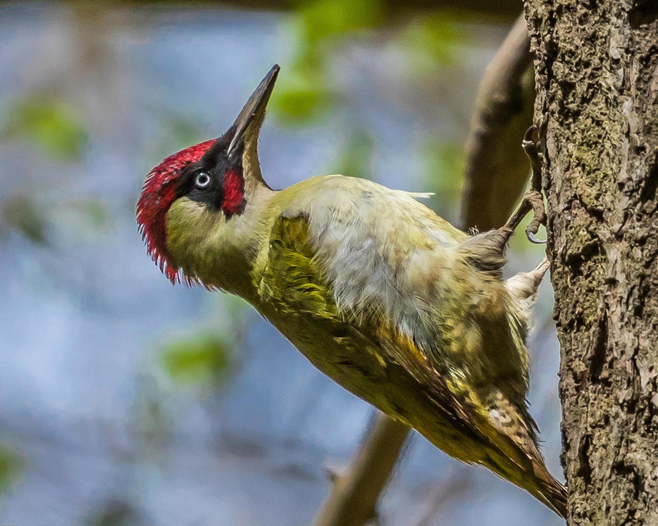 Green Woodpecker by Brian Irvine BirdGuides
