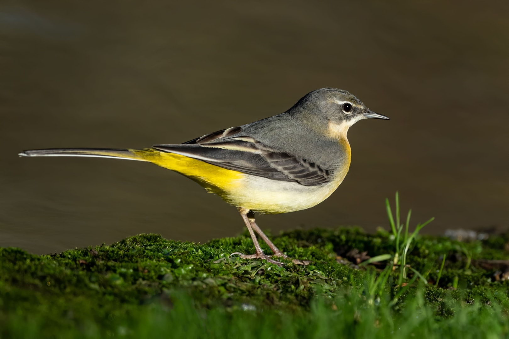 Grey Wagtail by Robin Elliott BirdGuides