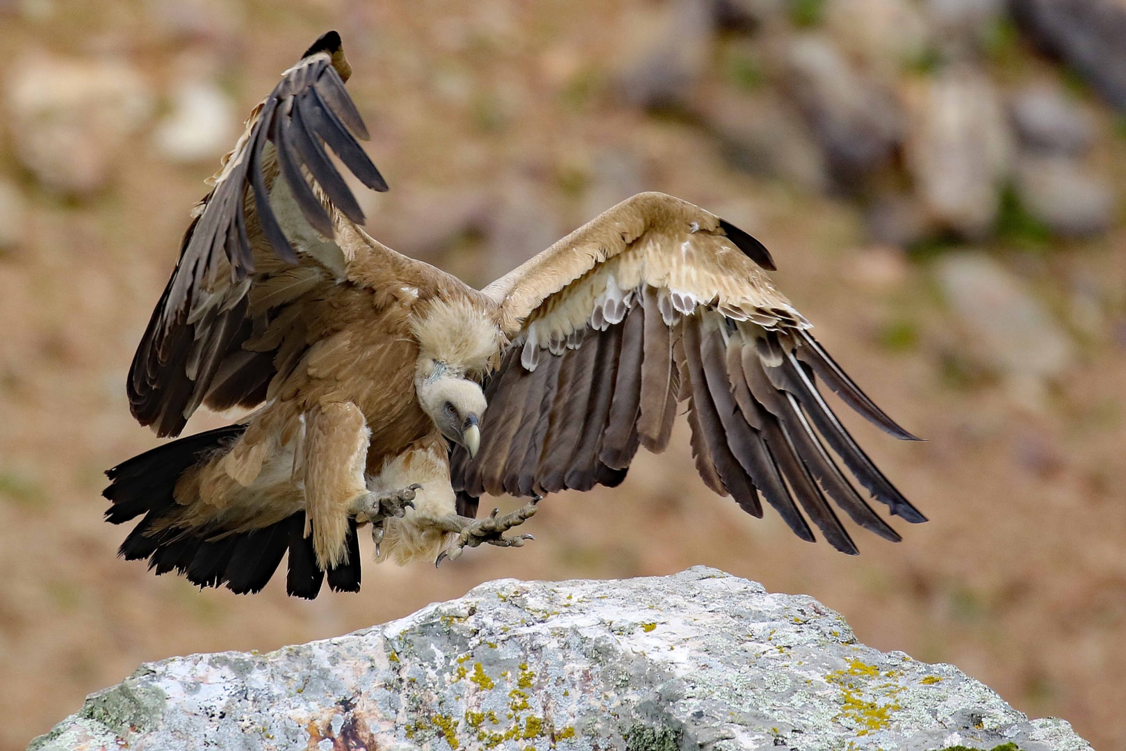 Griffon Vulture by Christopher Bell - BirdGuides