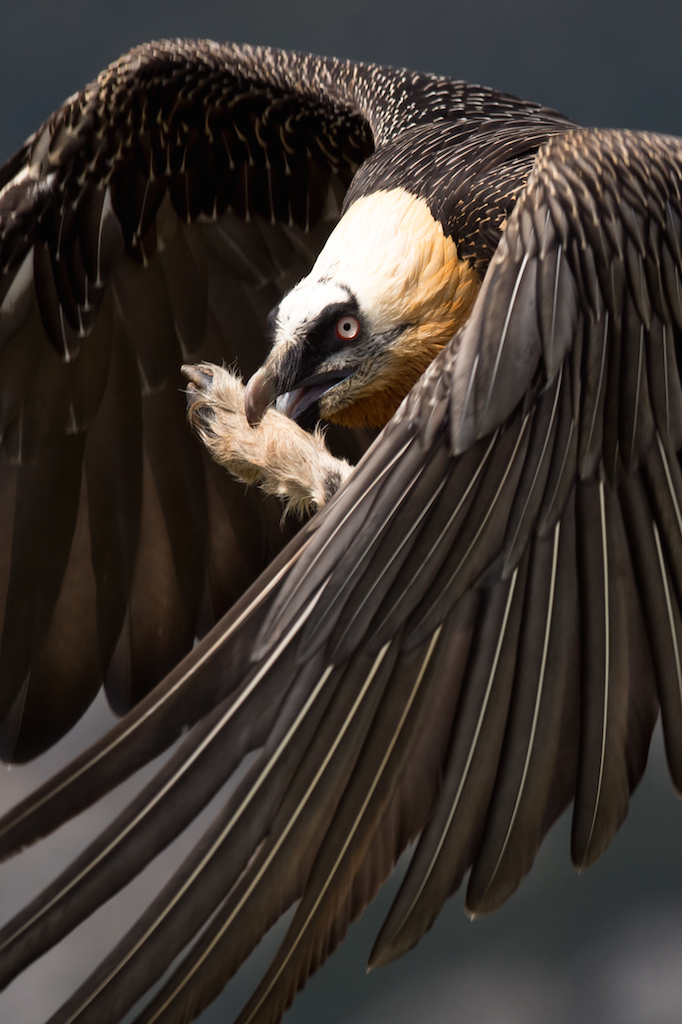 Details : Bearded Vulture - BirdGuides