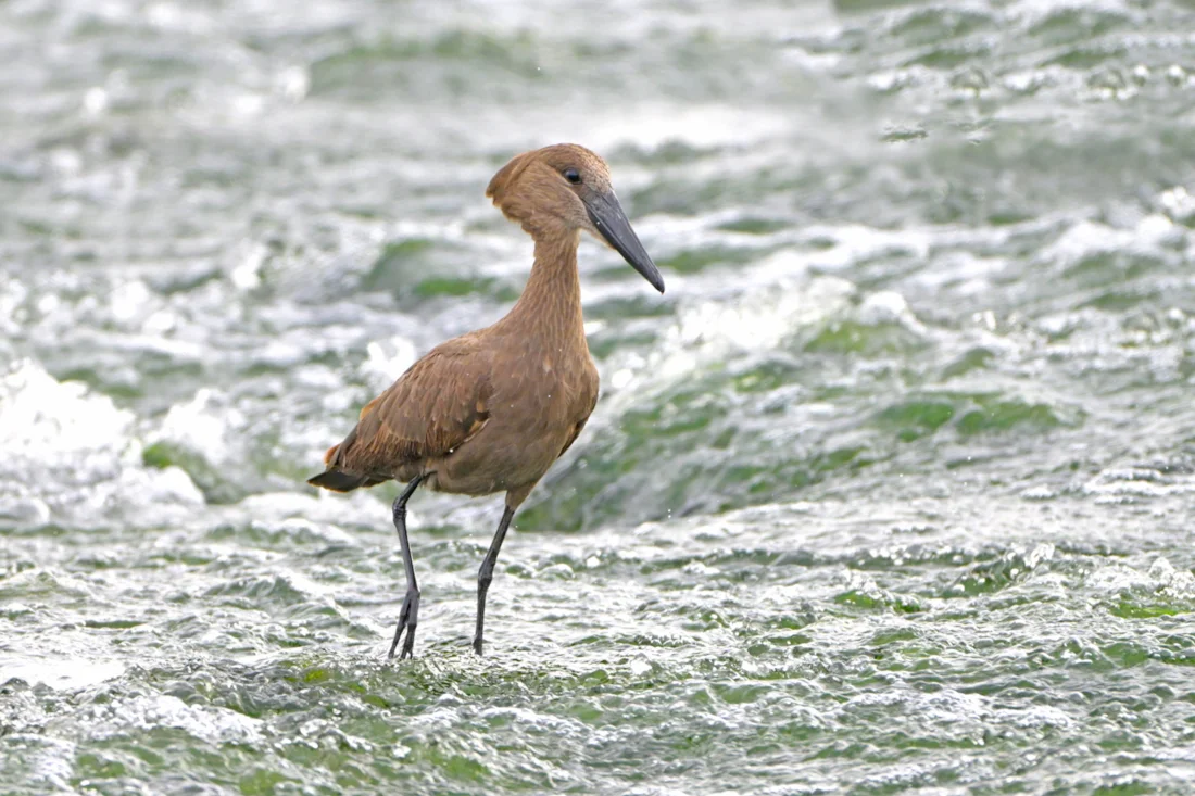 Hamerkop by Duha Alhashimi - BirdGuides