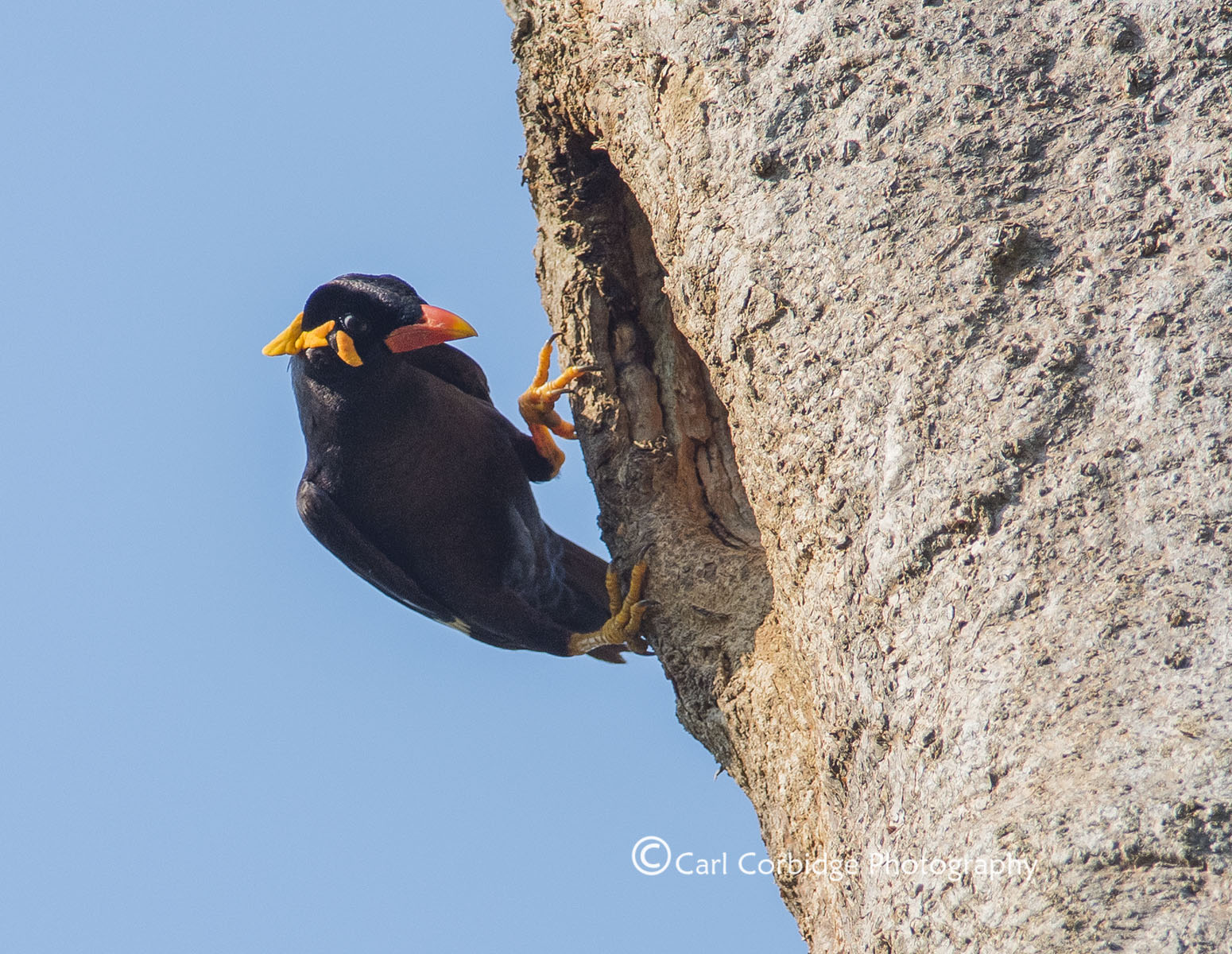 Details Common Hill Myna Birdguides Details Common Hill Myna Birdguides