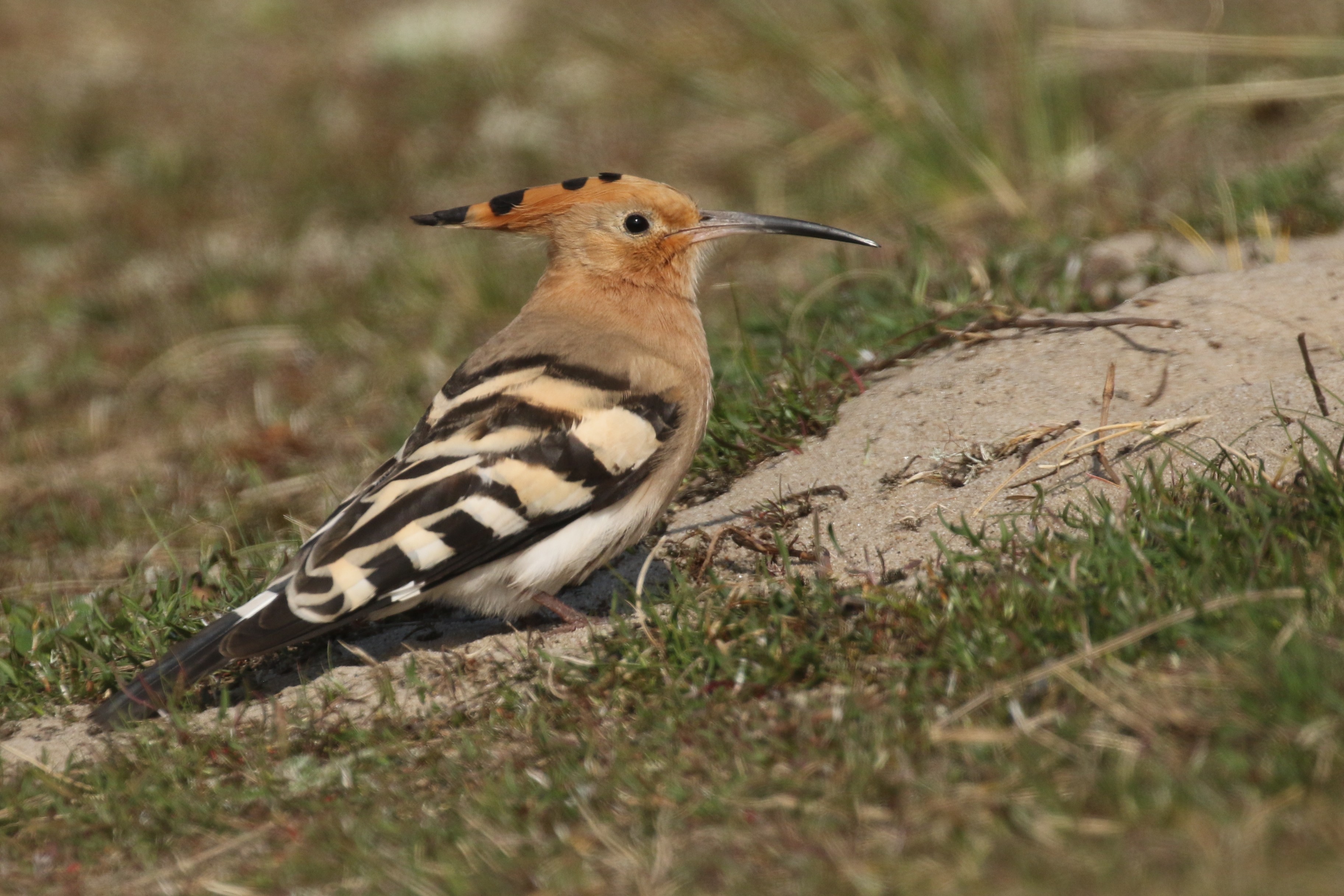 Sighting Report BirdGuides