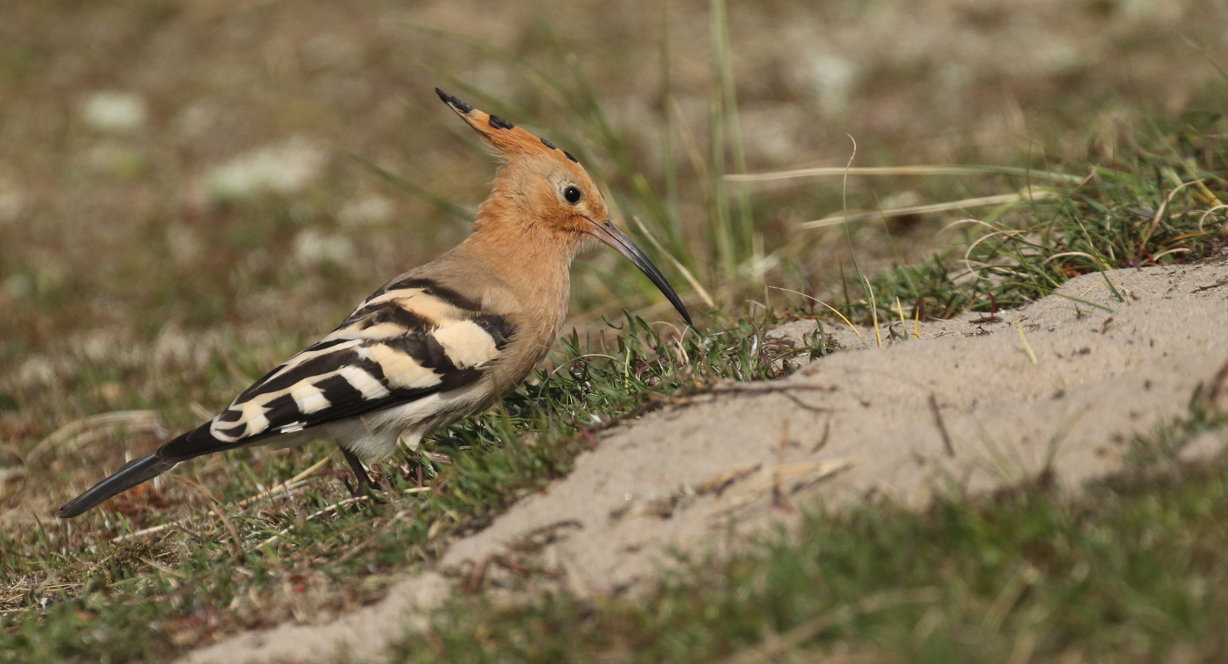 Sighting Report BirdGuides