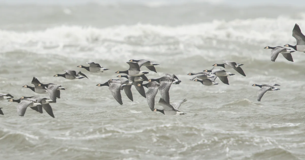 New Barnacle Goose Migration Record Set BirdGuides new-barnacle-goose-migration-record-set-birdguides