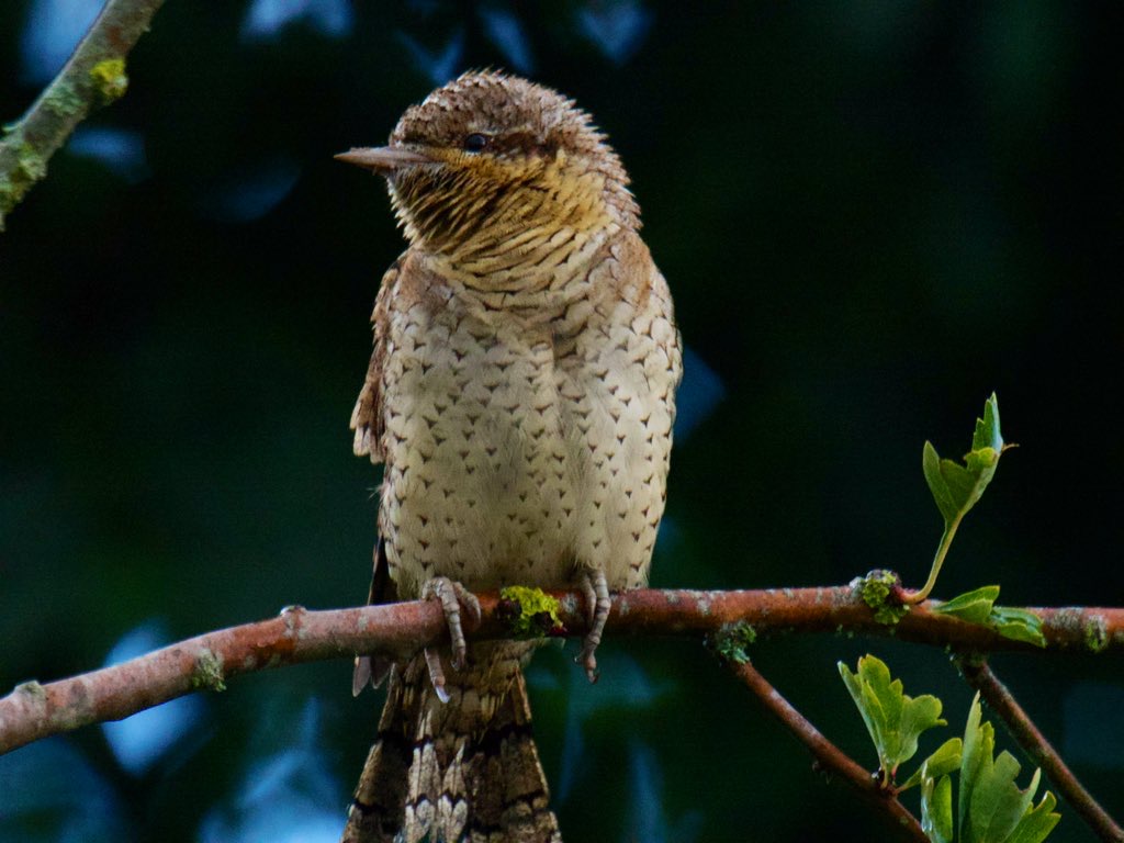Wryneck by Tim Ridgeway - BirdGuides