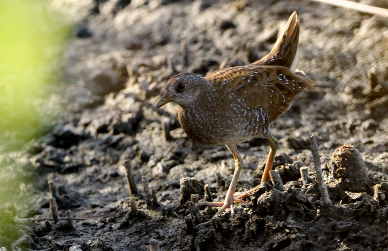 Spotted Crake by Kris Webb - BirdGuides