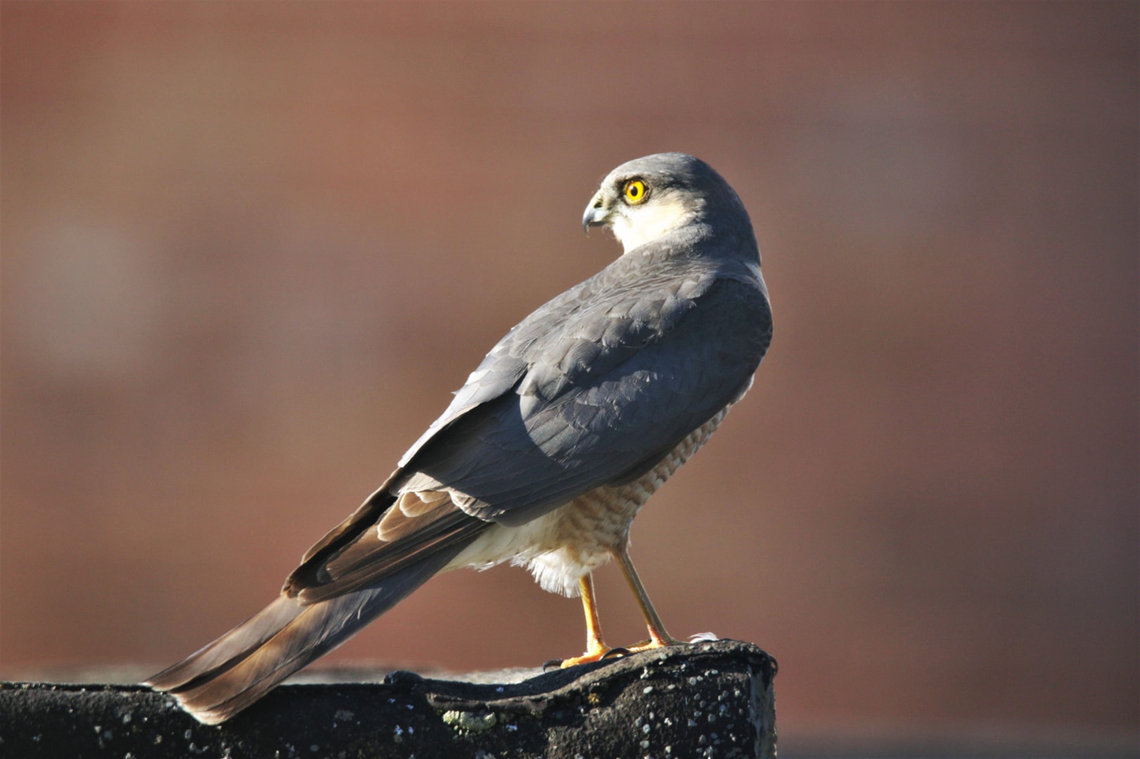 Eurasian Sparrowhawk by David Mason - BirdGuides