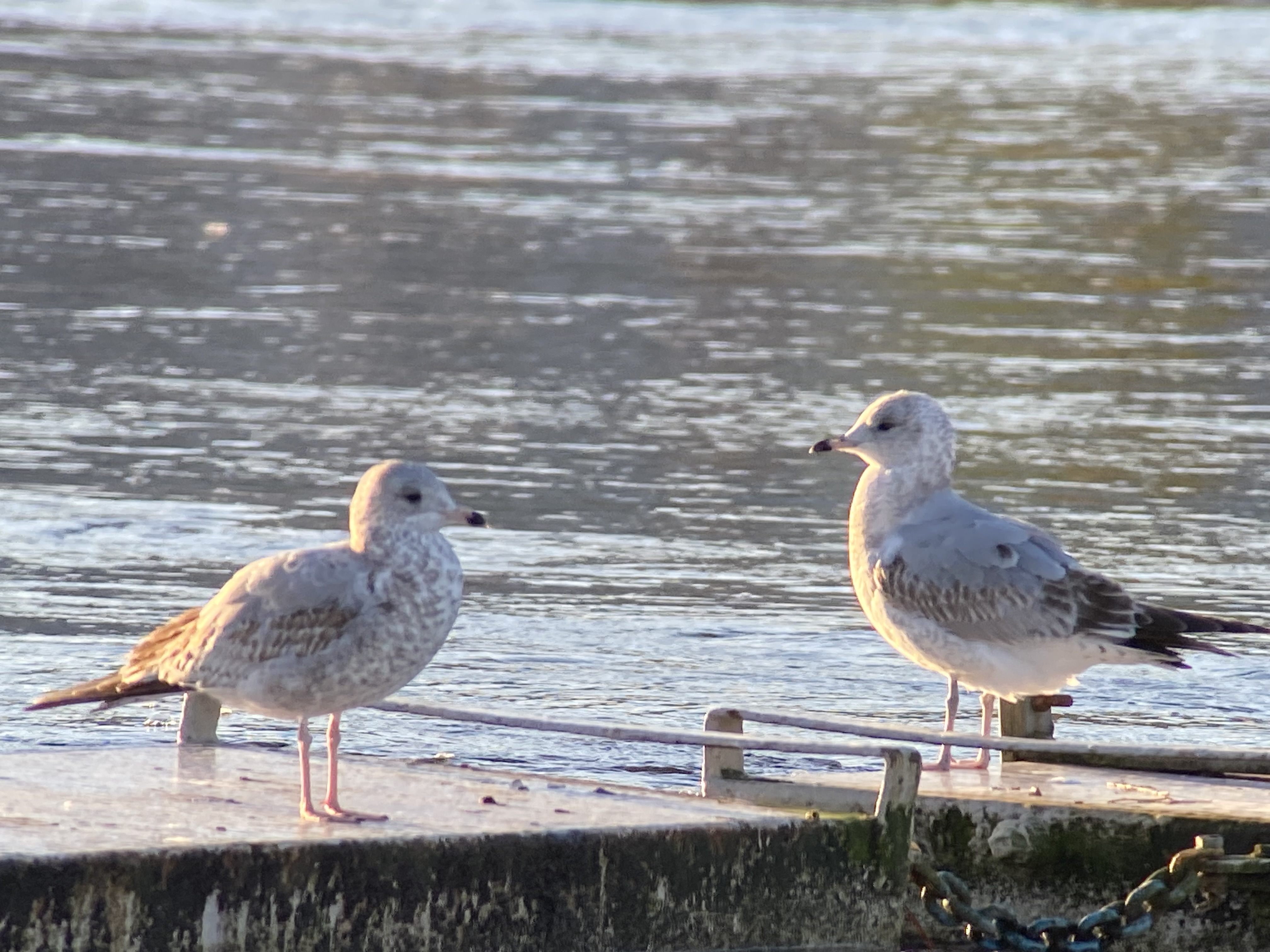 Ring-billed Gull by Tom Cuffe - BirdGuides