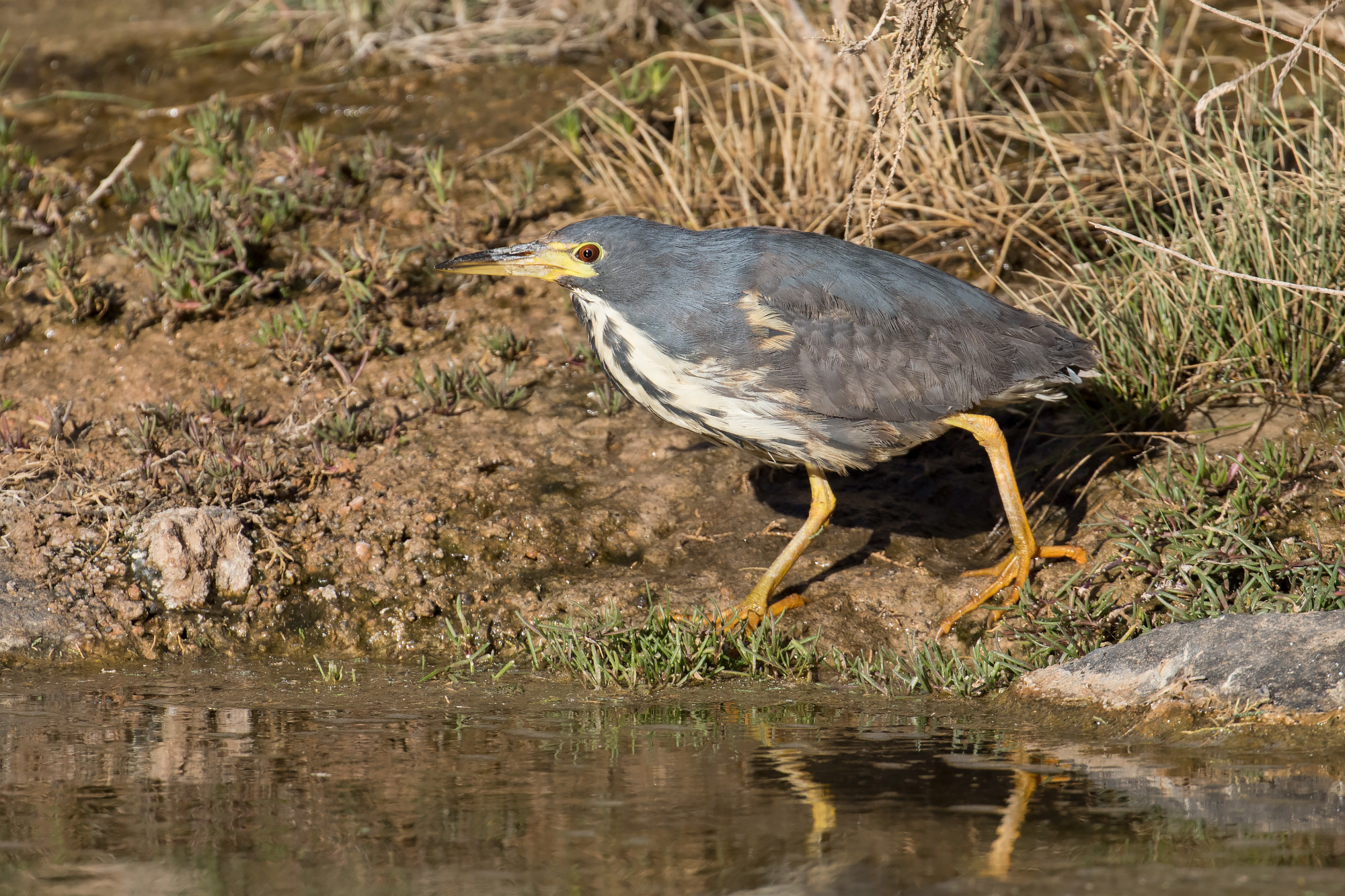 Dwarf Bittern