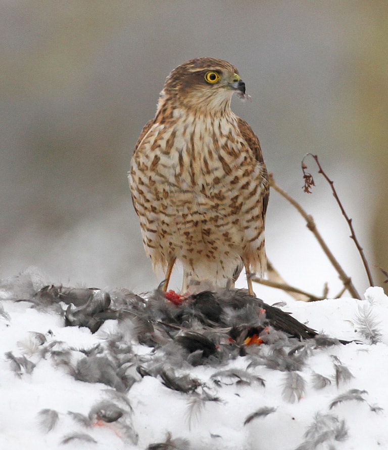 Eurasian Sparrowhawk by Geoff Athey - BirdGuides