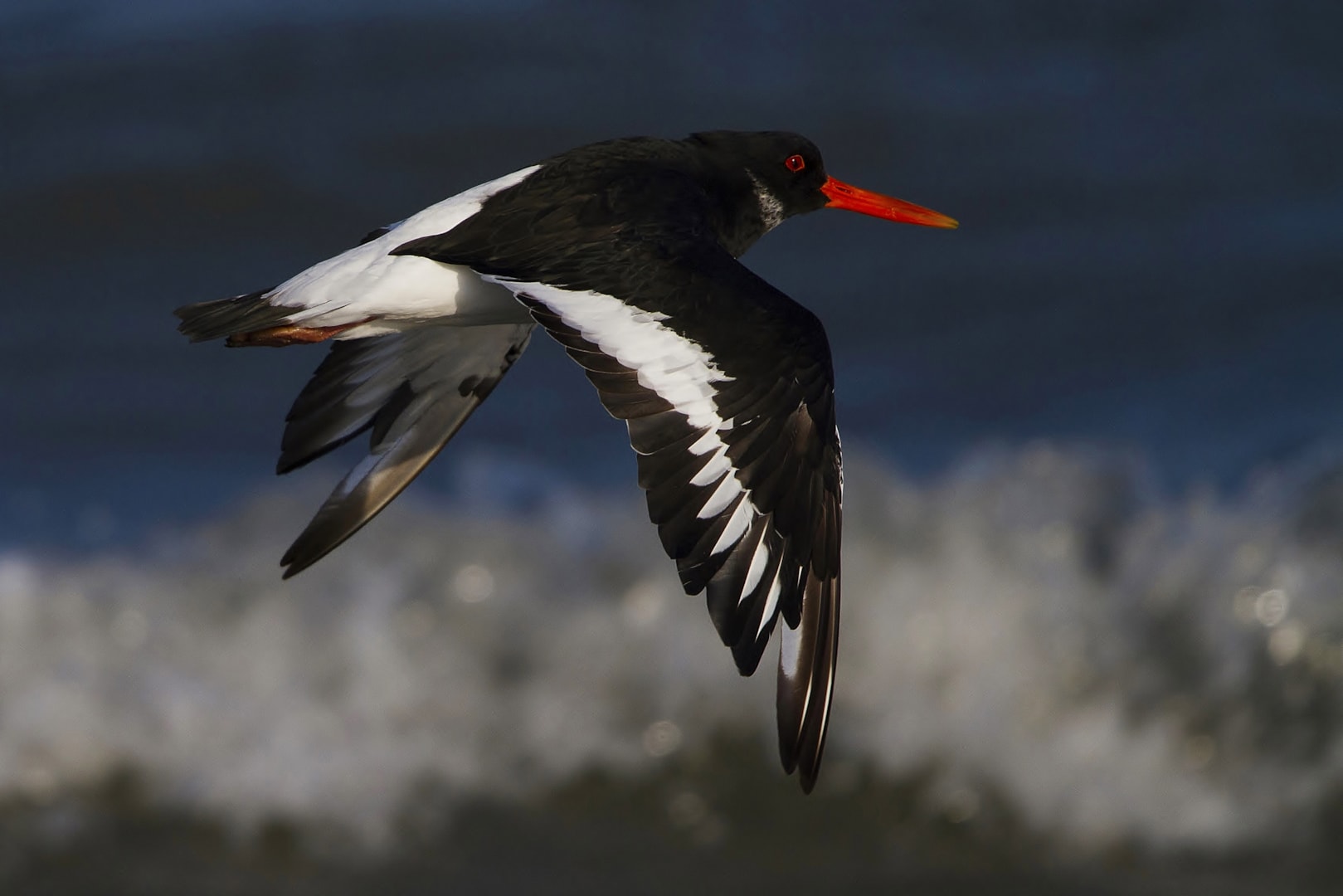 Eurasian Oystercatcher by Clive Daelman BirdGuides