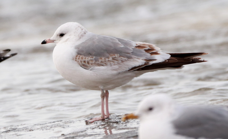 Details : Russian Common Gull - BirdGuides
