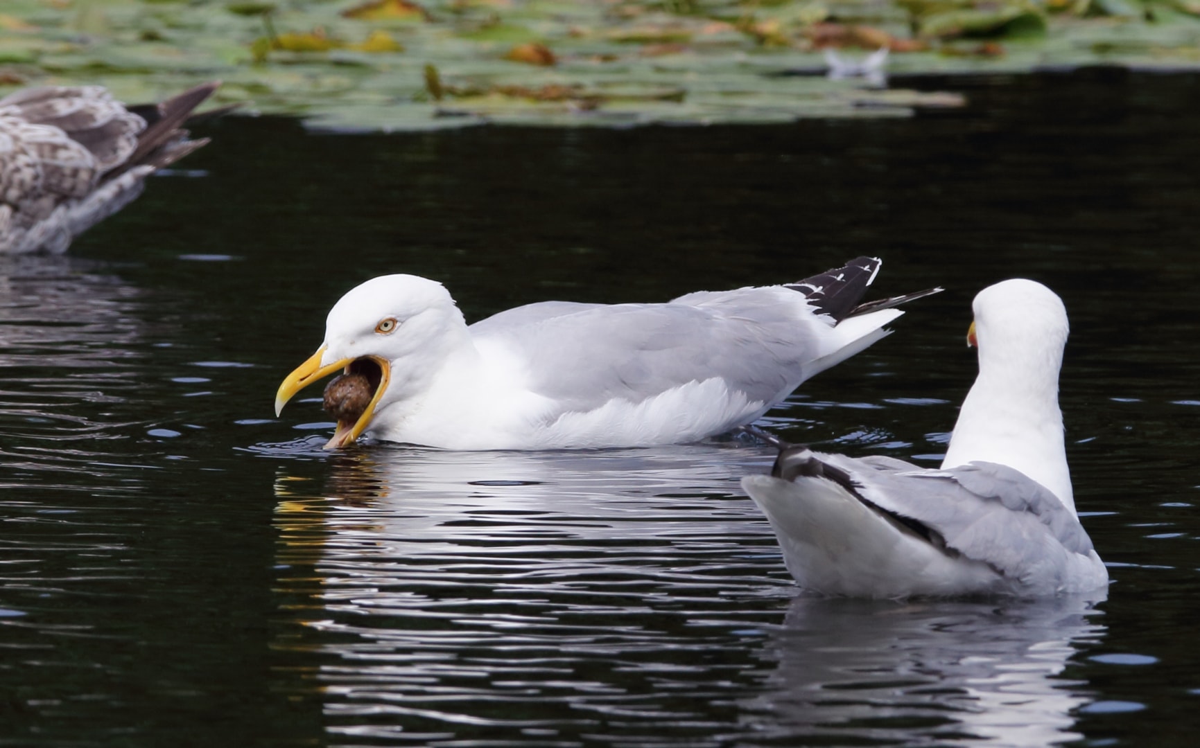 European Herring Gull by R Thew BirdGuides