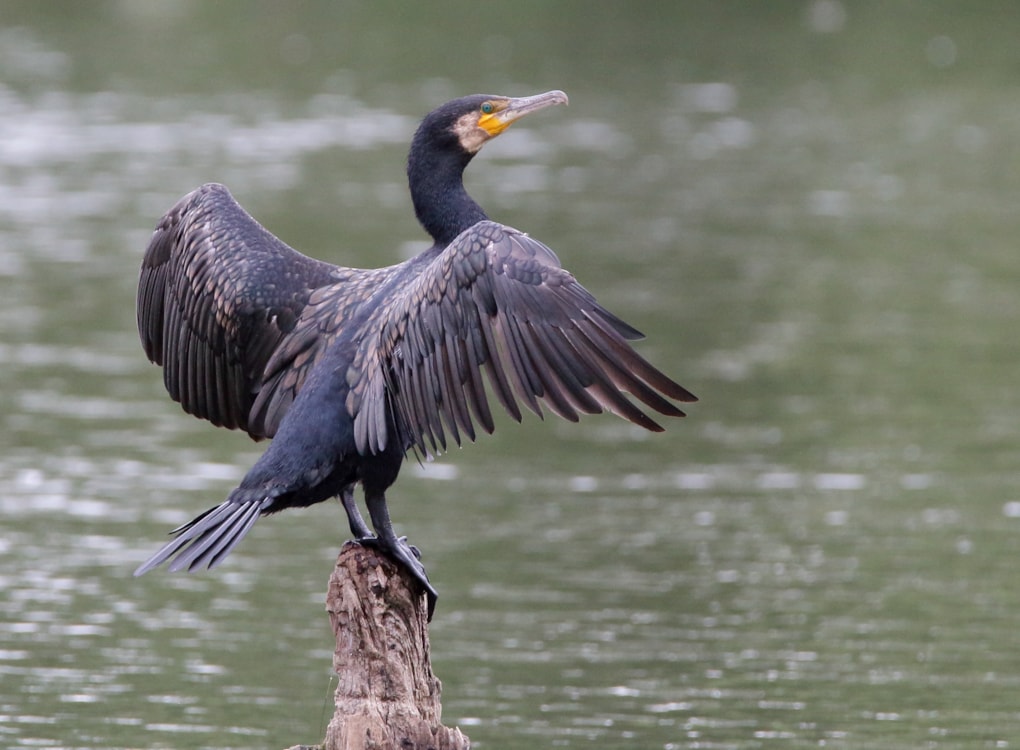 Great Cormorant by R Thew BirdGuides