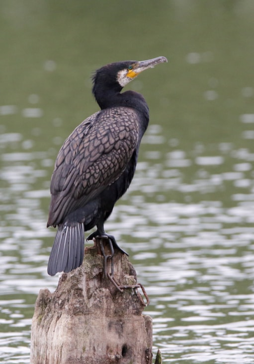 Great Cormorant by R Thew BirdGuides