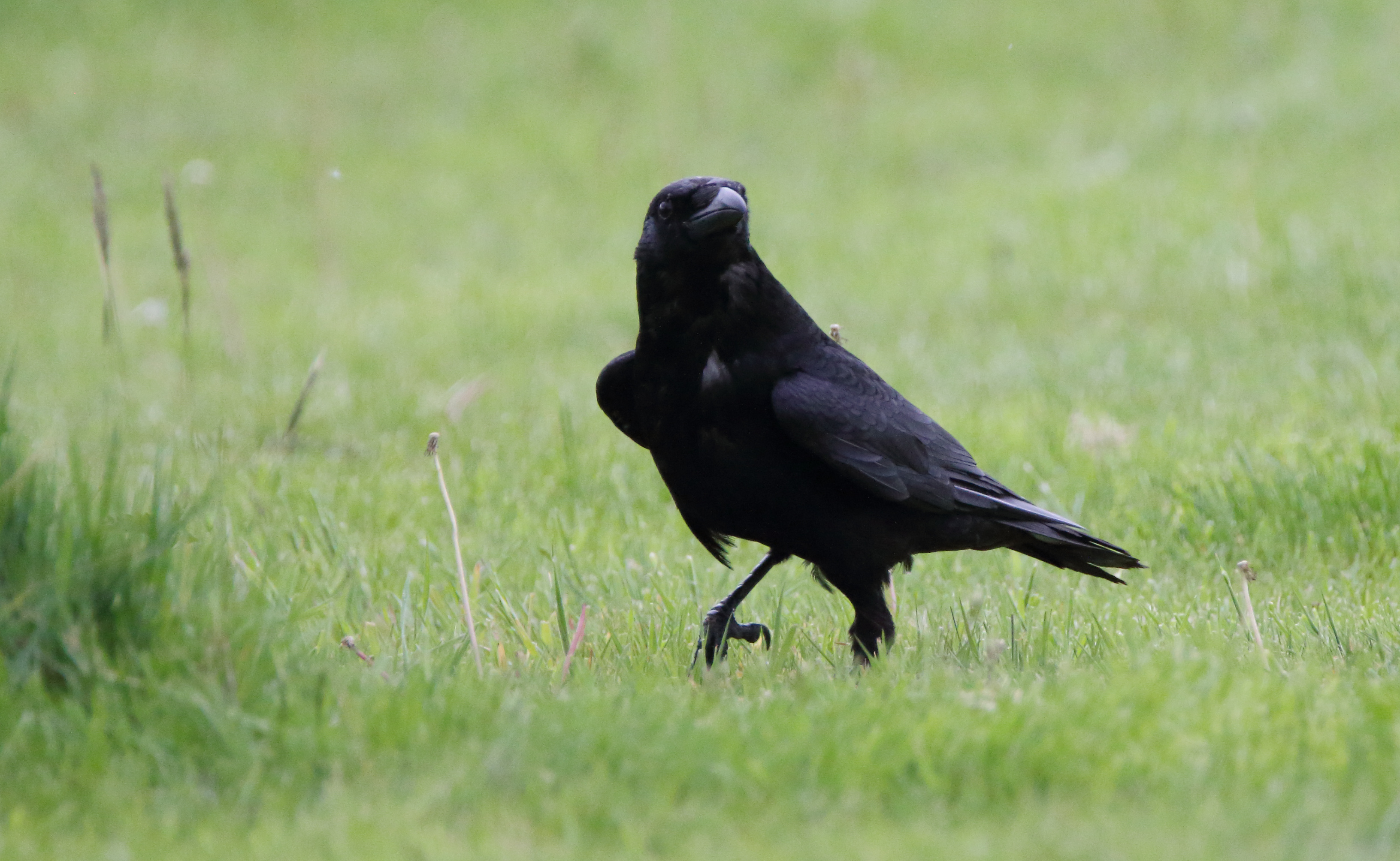 carrion bird carrion bird