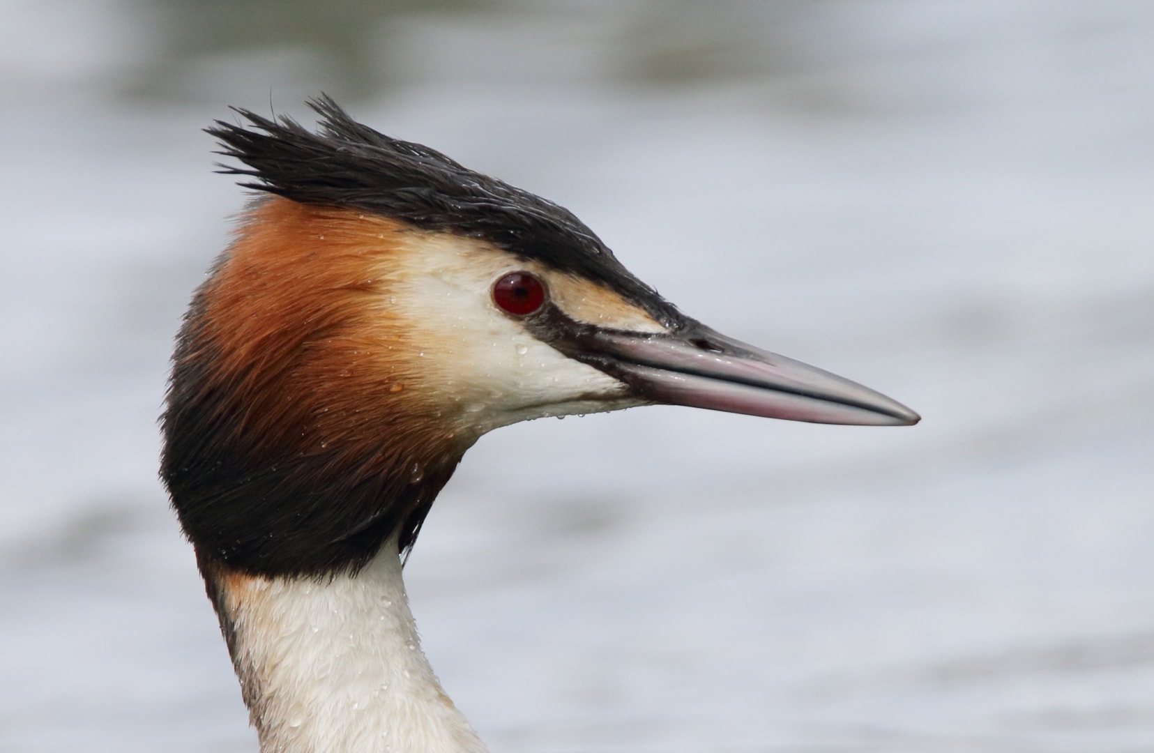 Great Crested Grebe by R Thew - BirdGuides