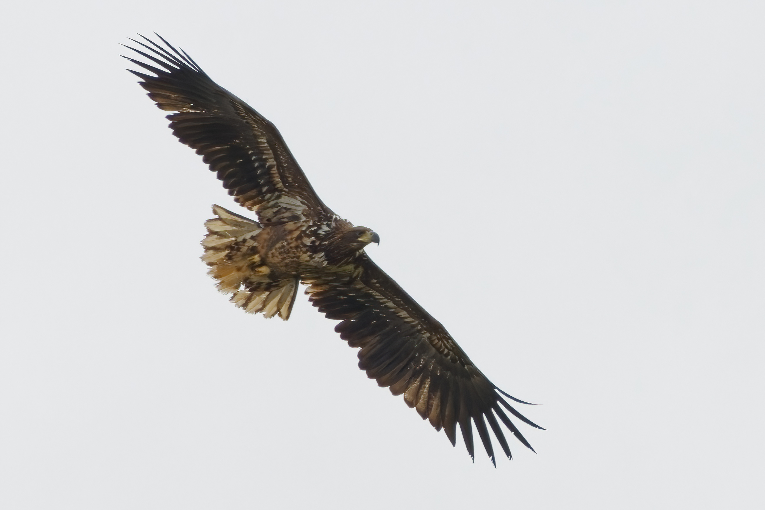 White-tailed Eagle poisoned with illegal pesticide in Ireland - Vimarsana News
