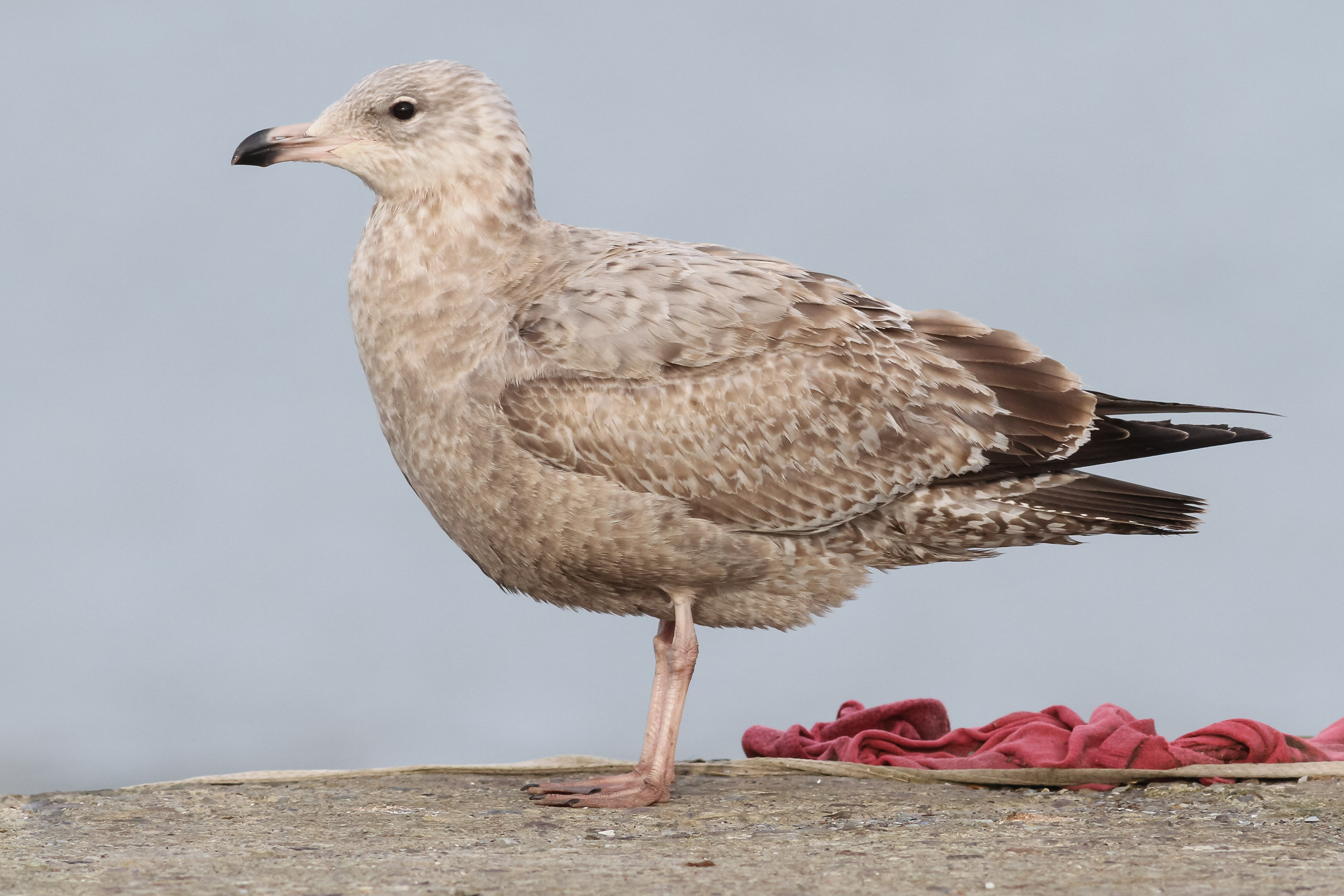 Details American Herring Gull BirdGuides