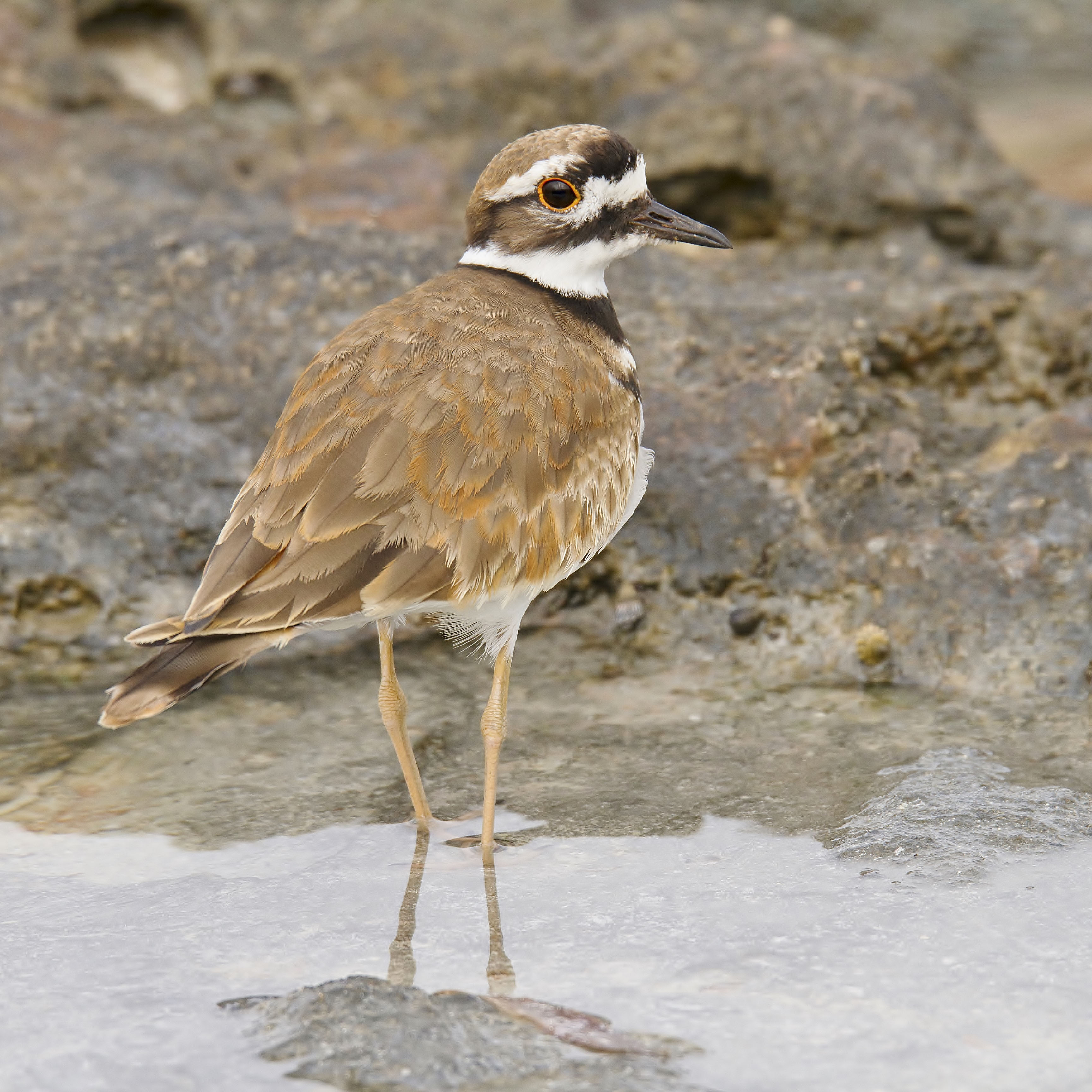 Details Killdeer BirdGuides